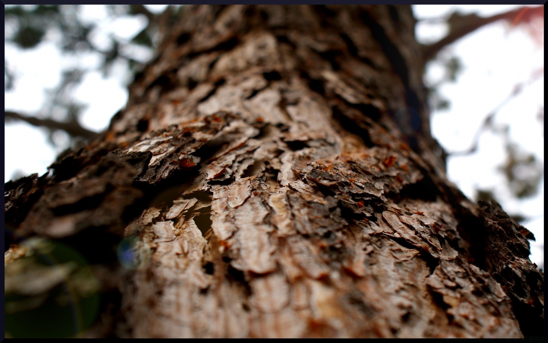 forêt arbre écorce bois coffre nature bureau journal texture chêne résumé environnement gros plan pin bois de chauffage à l extérieur flore feuille couleur