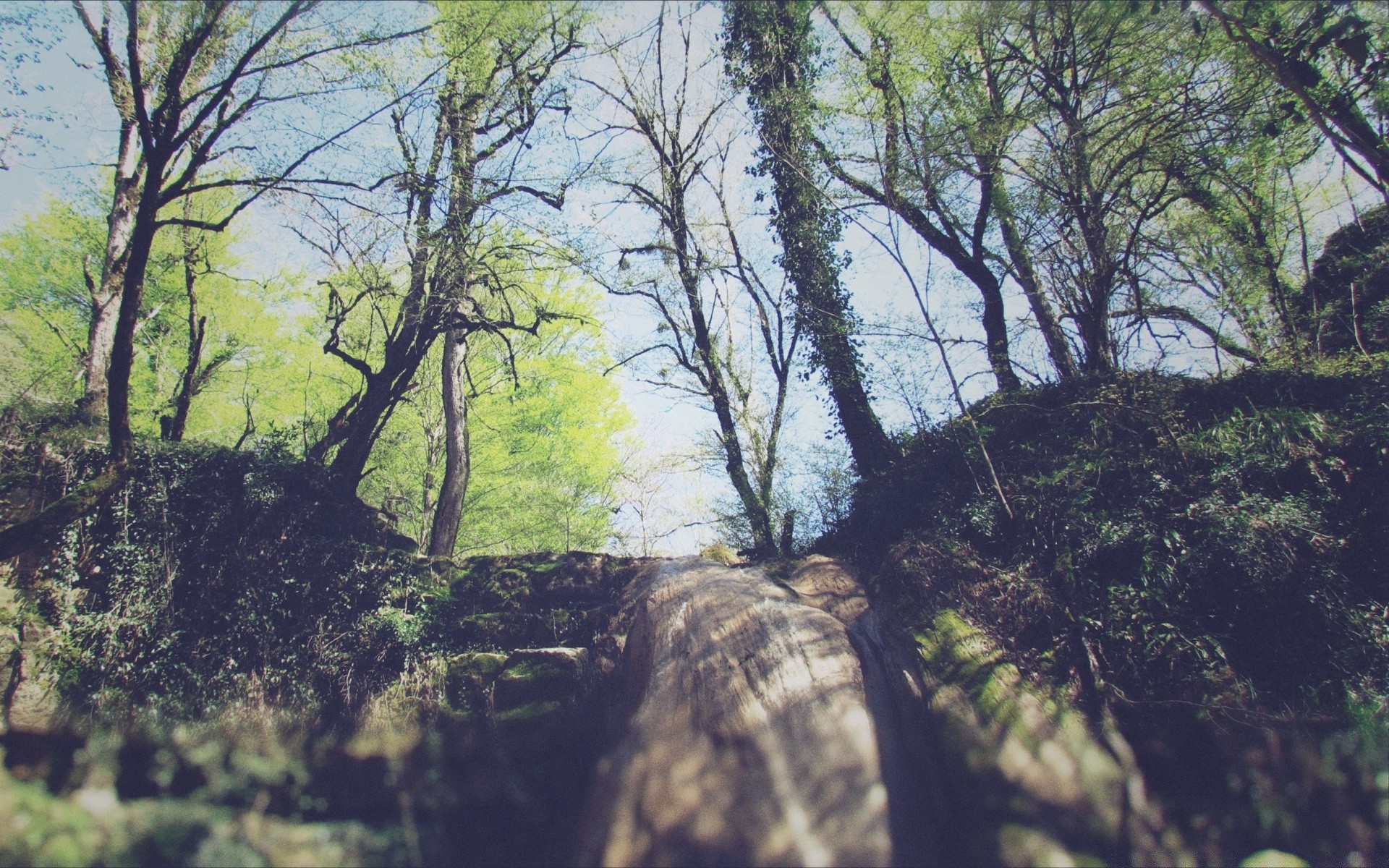 forest landscape wood tree nature environment outdoors scenic leaf branch park travel flora sky fair weather fall lush dawn daylight scenery