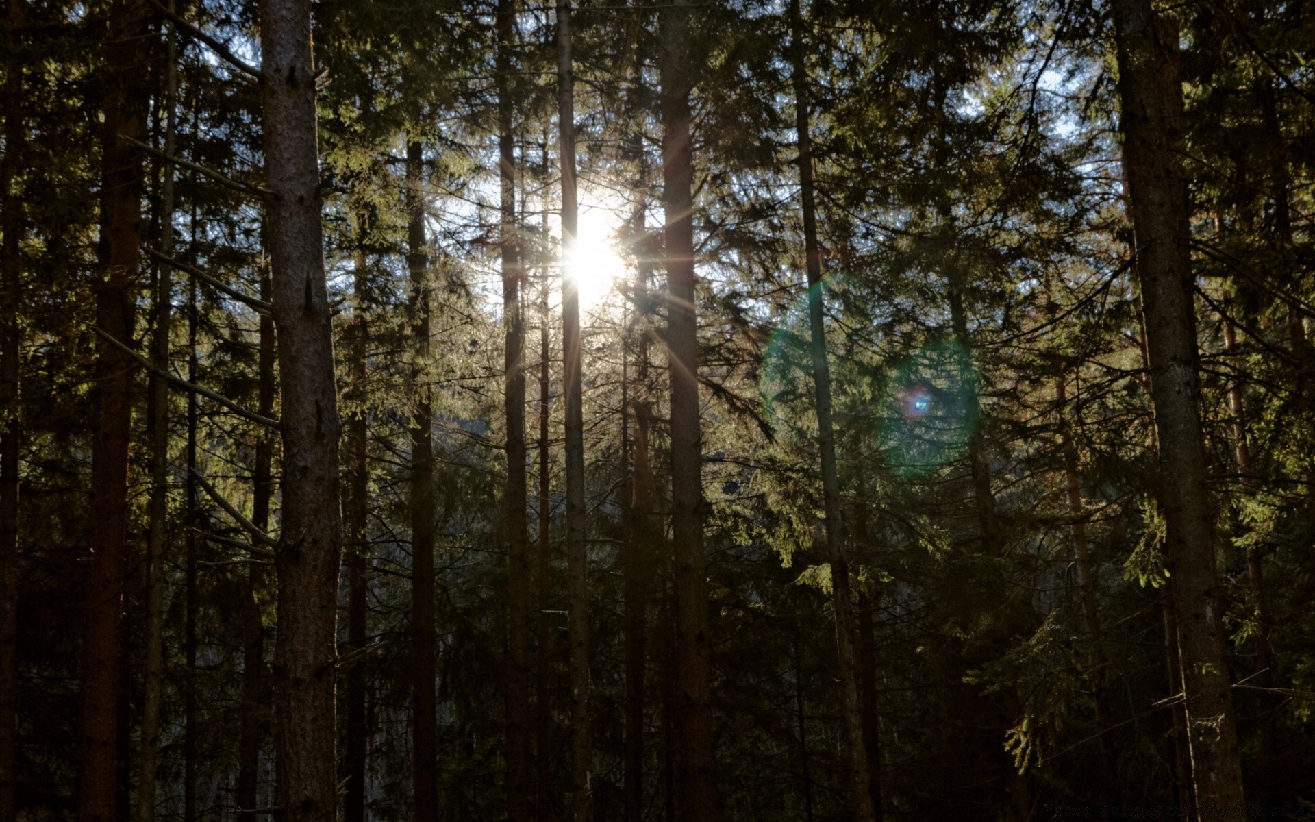 forest wood tree nature landscape sun leaf fog light fair weather dawn mist park conifer fall pine environment desktop