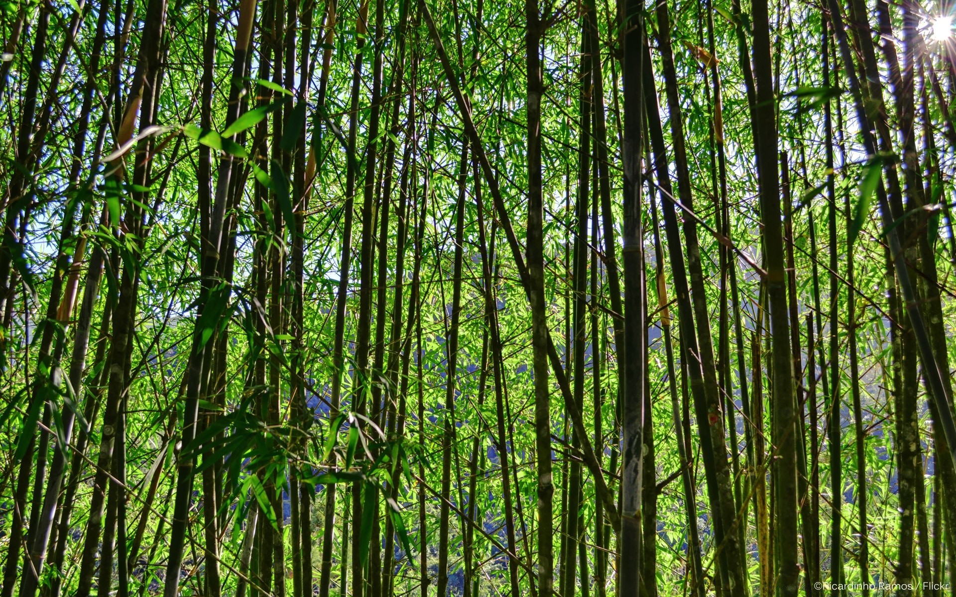 wald holz blatt natur üppig sanbim baum wachstum gutes wetter dämmerung schwere sonne landschaft bambus umwelt im freien nebel wild gelassenheit flora