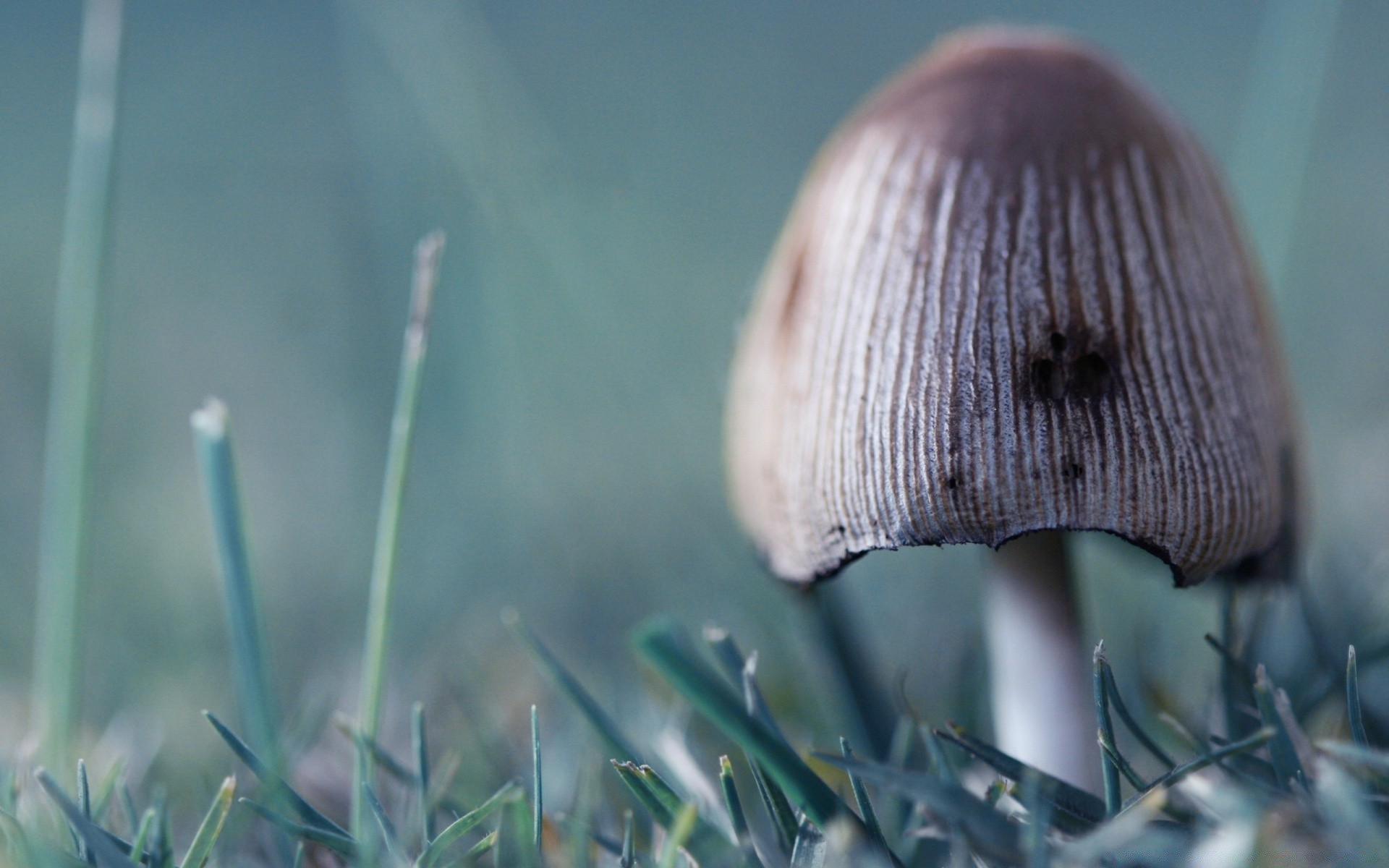 forêt nature bois champignon flore herbe champignon automne feuille à l extérieur nourriture saison gros plan couleur croissance arbre bureau été jardin luze