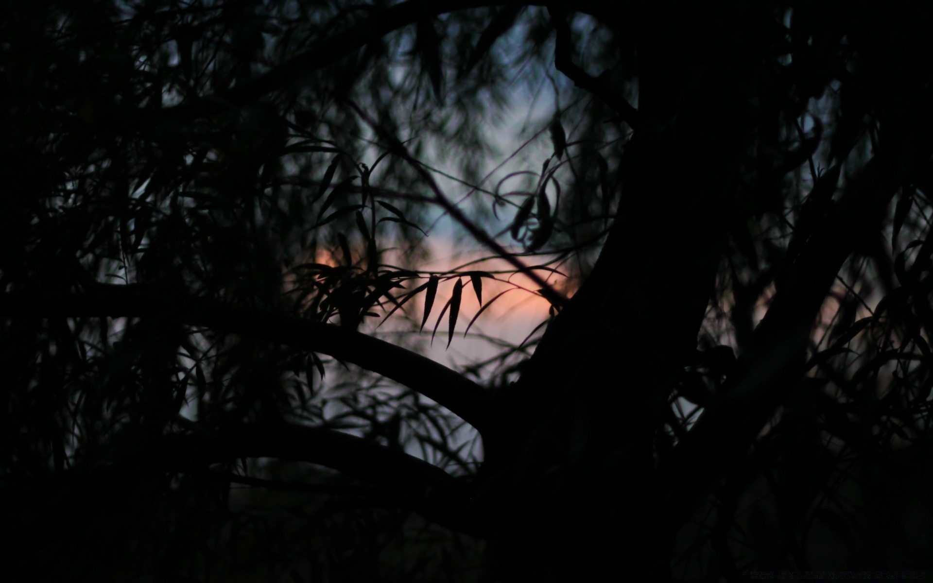 wald baum licht dunkel silhouette hintergrundbeleuchtung holz landschaft schatten dämmerung sonnenuntergang mond abend unheimlich sonne