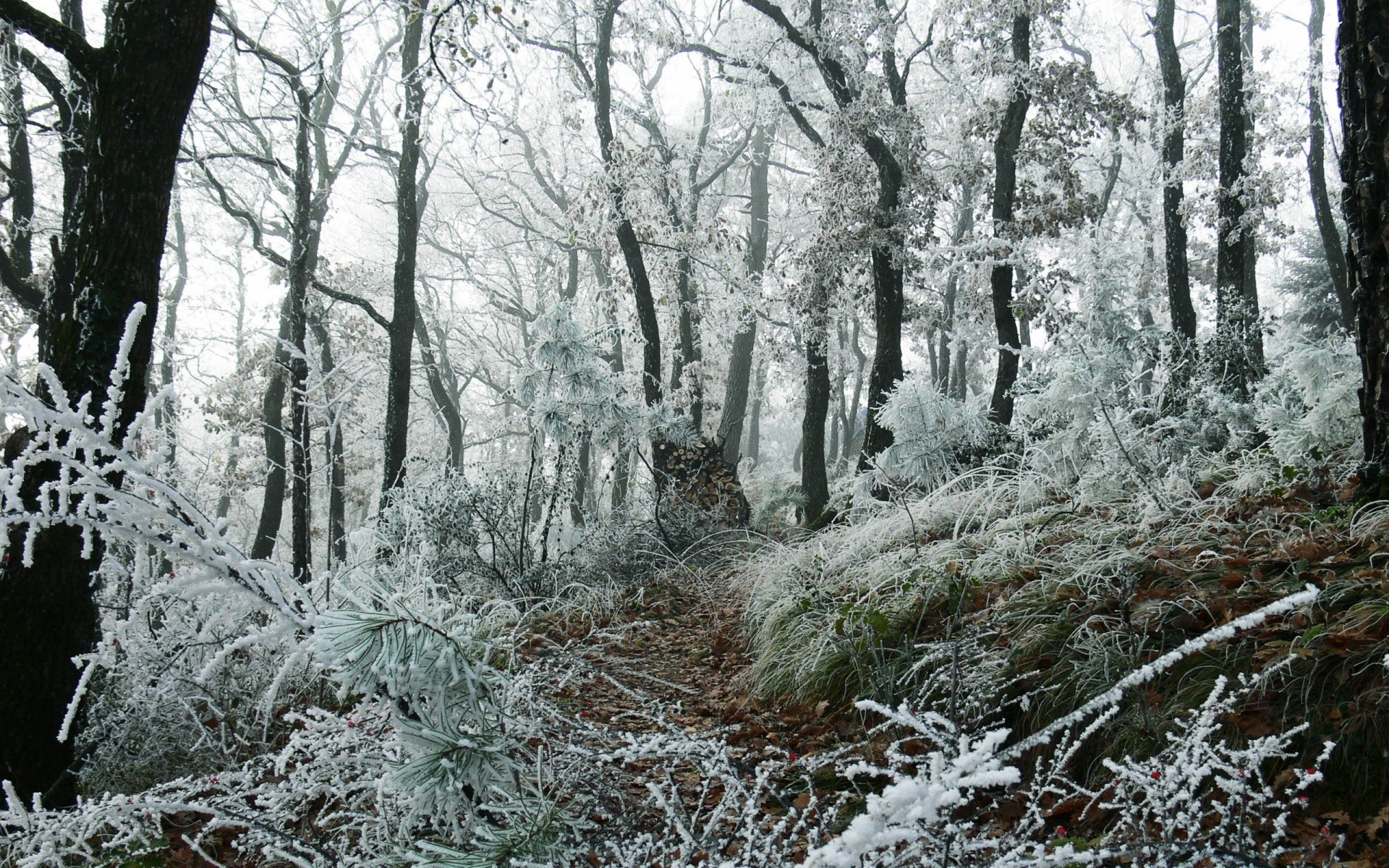 森林 木材 冬天 冷 霜 树 雪 景观 自然 季节 冻结 天气 霜冻 公园 冰 分支 户外 叶 风景