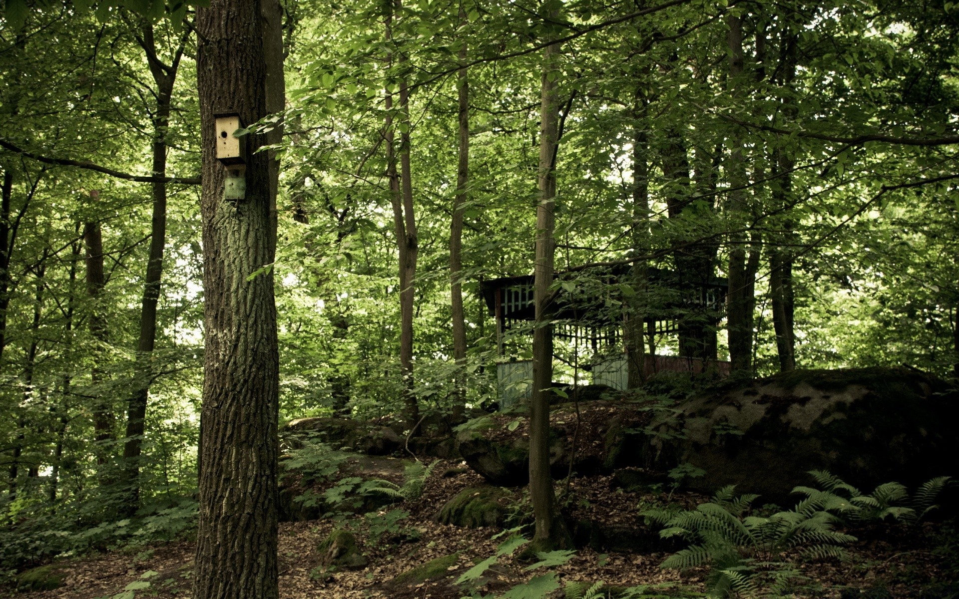 forêt bois arbre paysage nature feuille environnement lumière du jour parc scénique à l extérieur manuel saison lumière beau temps flore été soleil