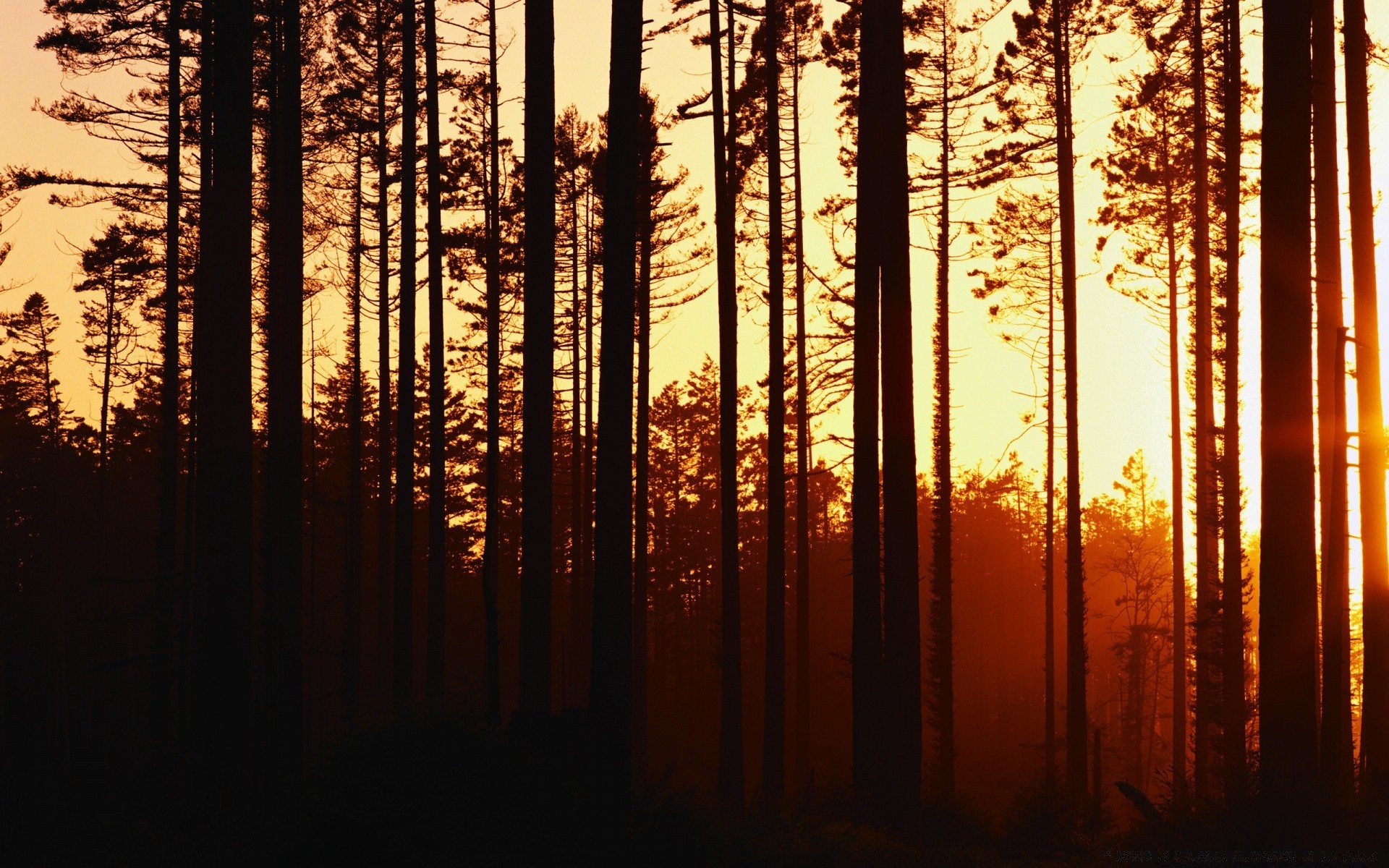 forest wood leaf tree fog dawn sun light fall nature conifer mist landscape fair weather backlit