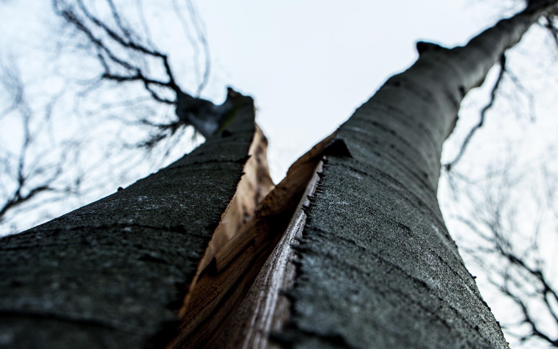 drewno leśne drewno zimowy śnieg bagażnik natura na zewnątrz stary pulpit krajobraz jesień park oddział tekstura zimna kora niebo monochromatyczny