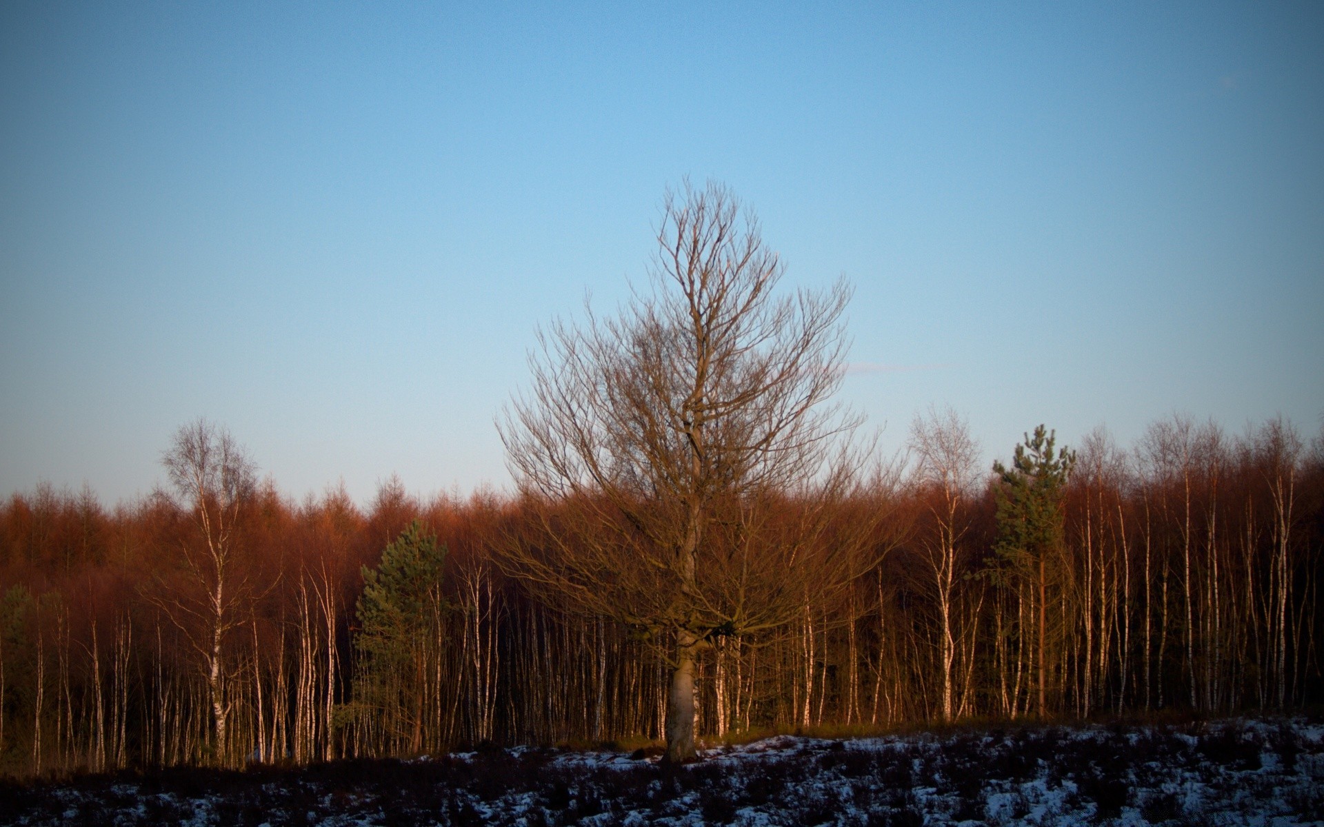 forest tree winter landscape dawn wood snow fall nature outdoors sunset fog evening light fair weather weather countryside cold sky sun