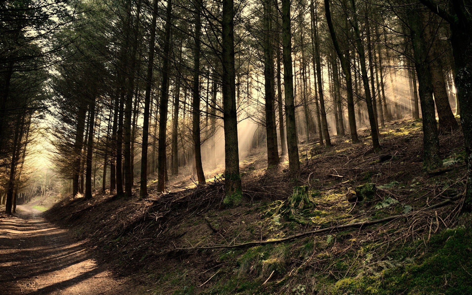 floresta madeira paisagem árvore natureza névoa névoa amanhecer estrada parque luz sol bom tempo outono quarta-feira folha guia ao ar livre tronco cênica