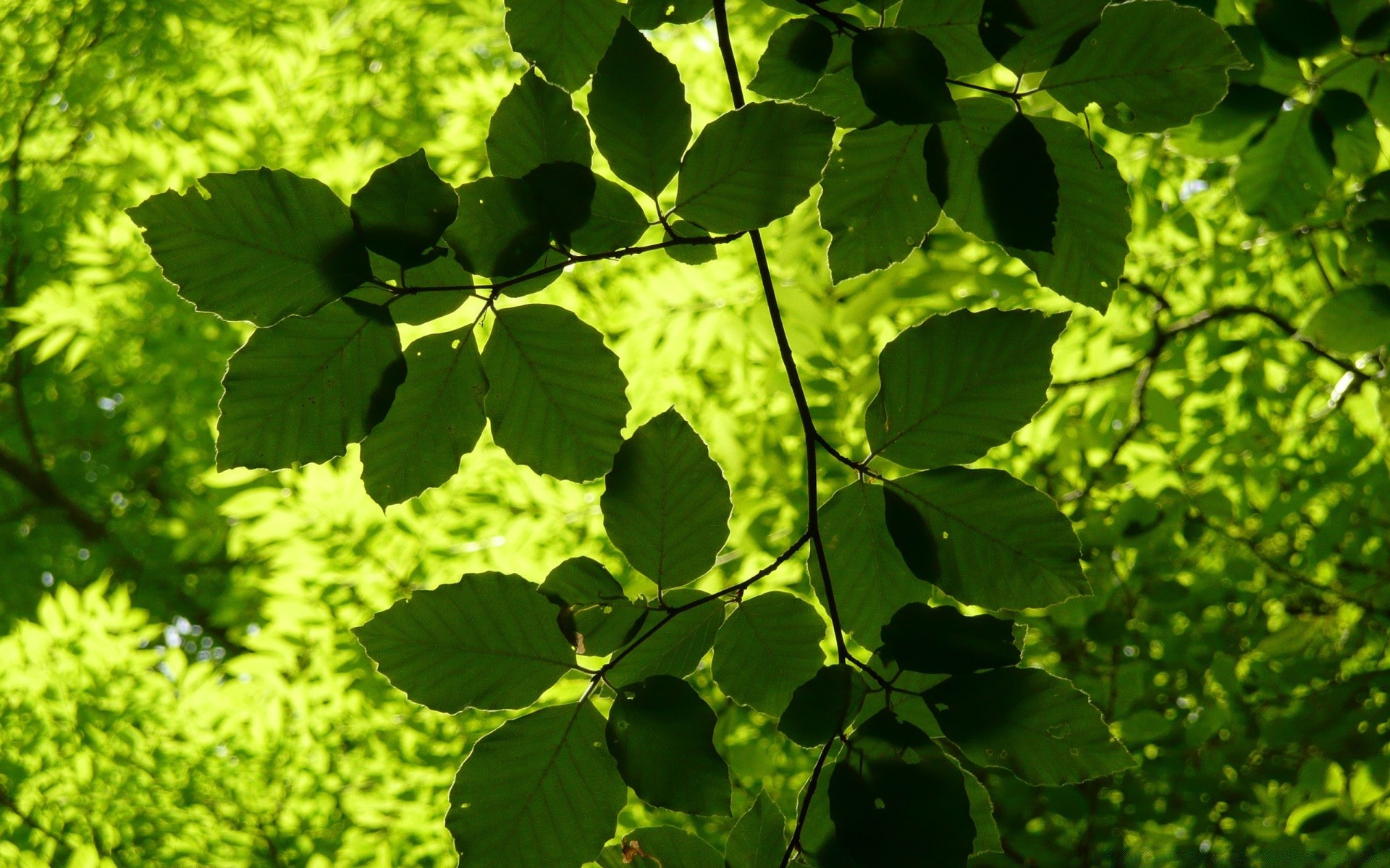 forêt feuille nature croissance été flore lumineux luxuriant à l extérieur fraîcheur