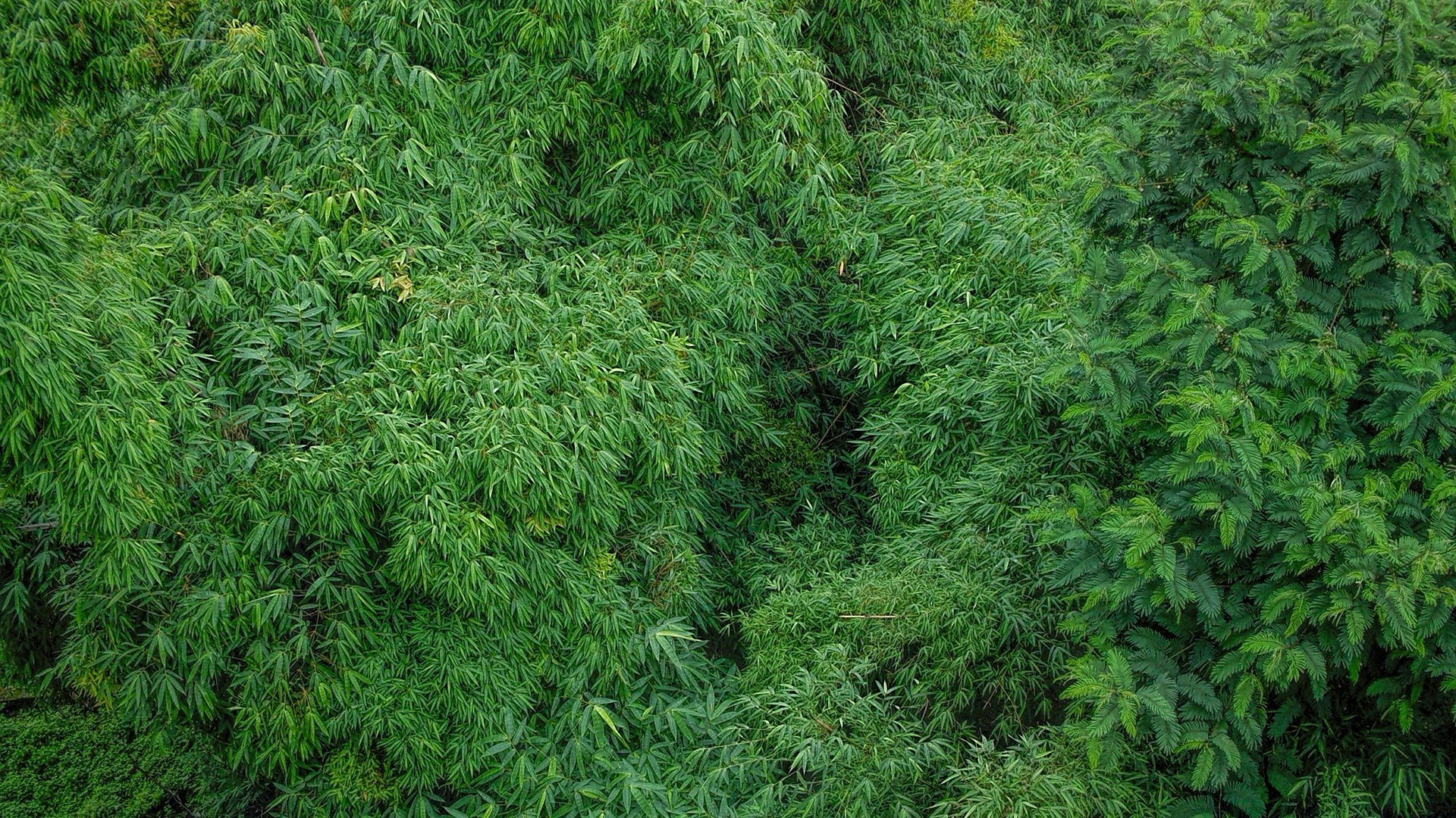 forêt feuille flore arbre bureau environnement nature bois croissance luxuriante arbuste texture evergreen jardin lourd modèle verdure à l extérieur lumineux été