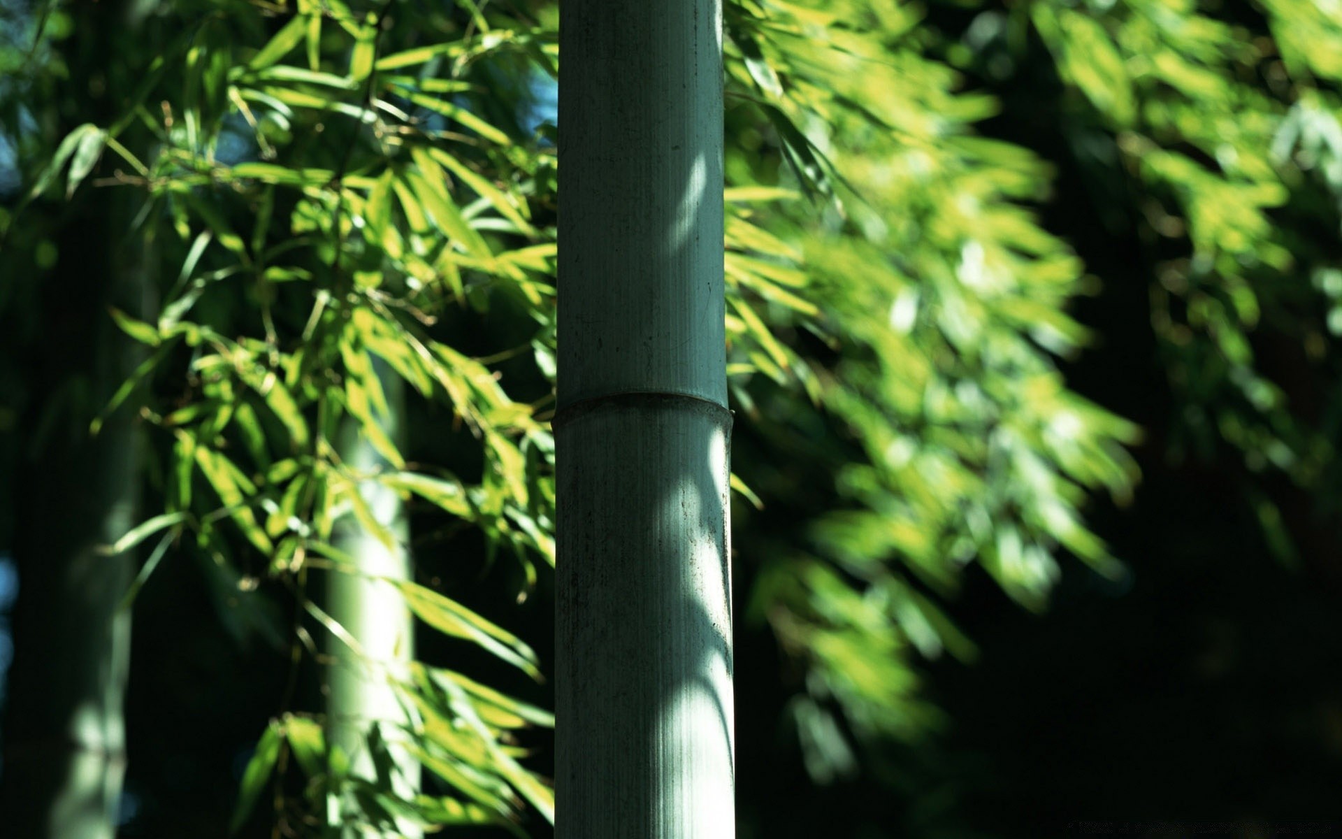 forest leaf nature wood flora growth lush tree outdoors bamboo branch summer bright environment garden tropical