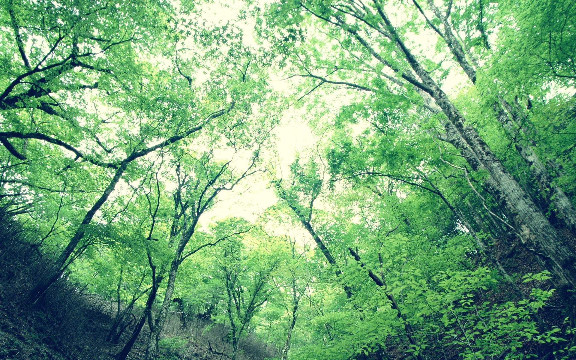 wald holz holz natur landschaft blatt saison flora umwelt park zweig üppig landschaft dämmerung nebel gutes wetter landschaftlich nebel kofferraum im freien wachstum