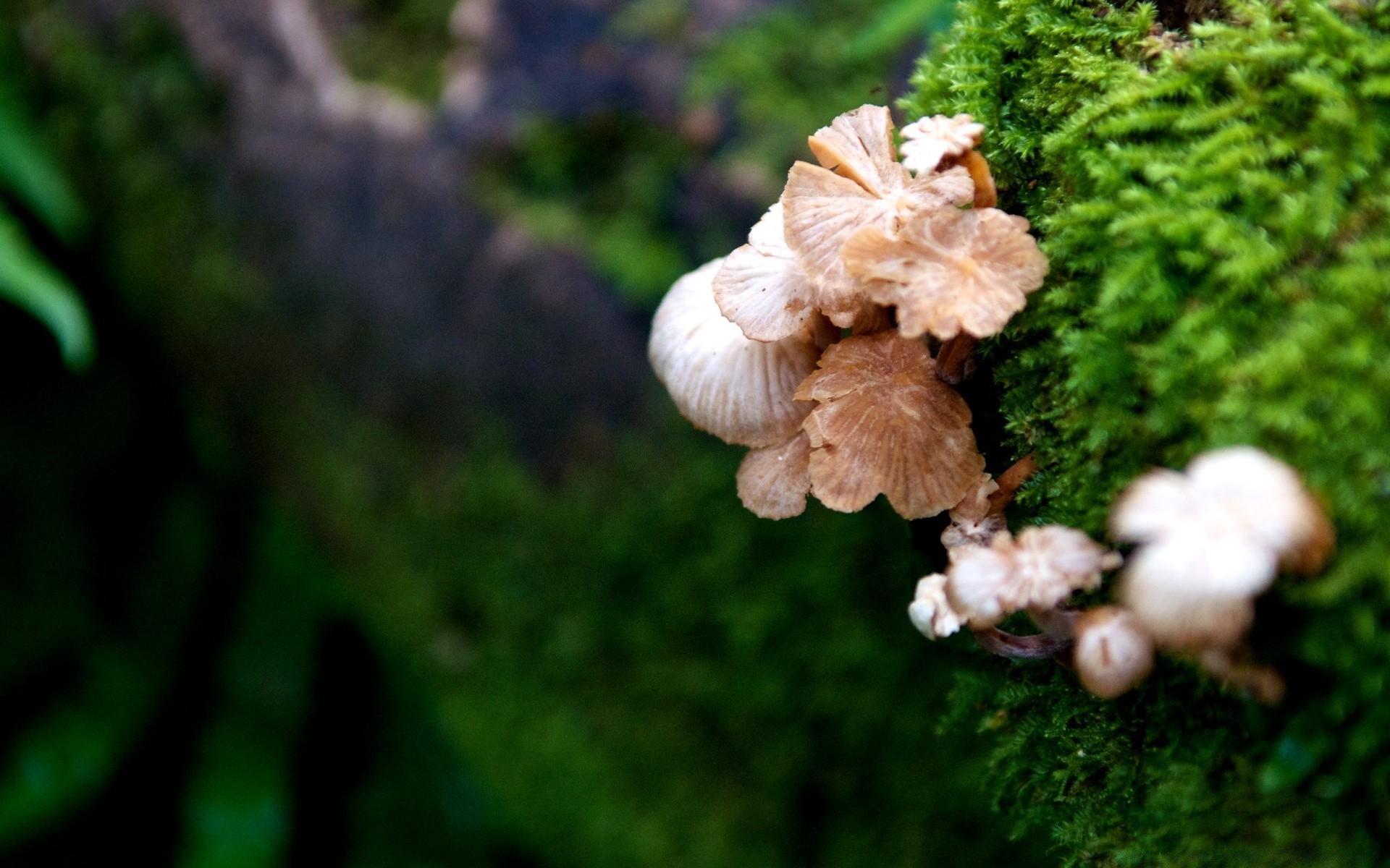 wald pilz natur pilz wachstum holz flora moos im freien baum blatt gras sommer wild saison mittwoch herbst schließen garten desktop