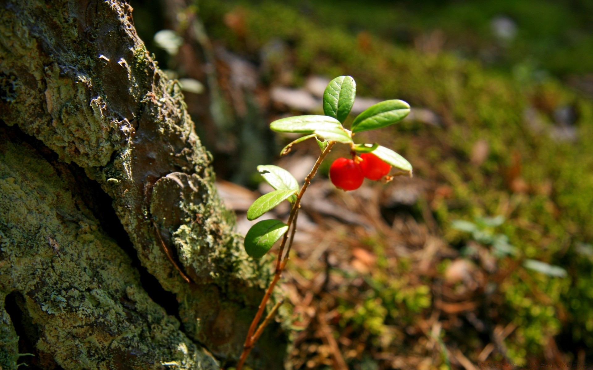 forêt nature feuille arbre à l extérieur bois flore alimentaire jardin sauvage fruits parc fleur gros plan