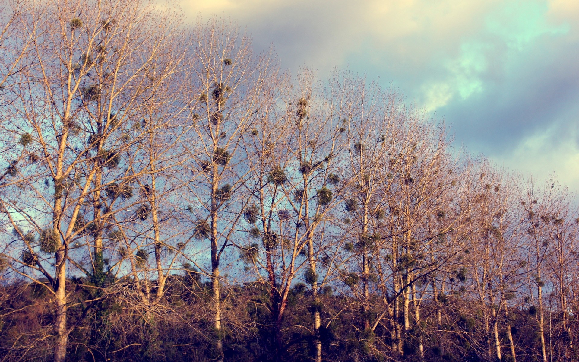 forest landscape tree dawn nature winter weather wood fall fog outdoors snow sky season fair weather branch sunset sun backlit light