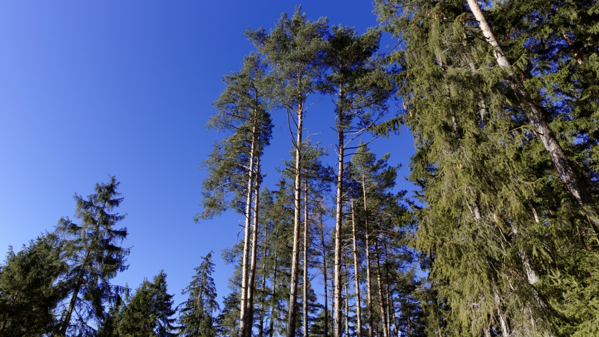 forest wood tree nature outdoors pine conifer landscape evergreen fair weather sky tall wild season environment coniferous scenic fir summer park