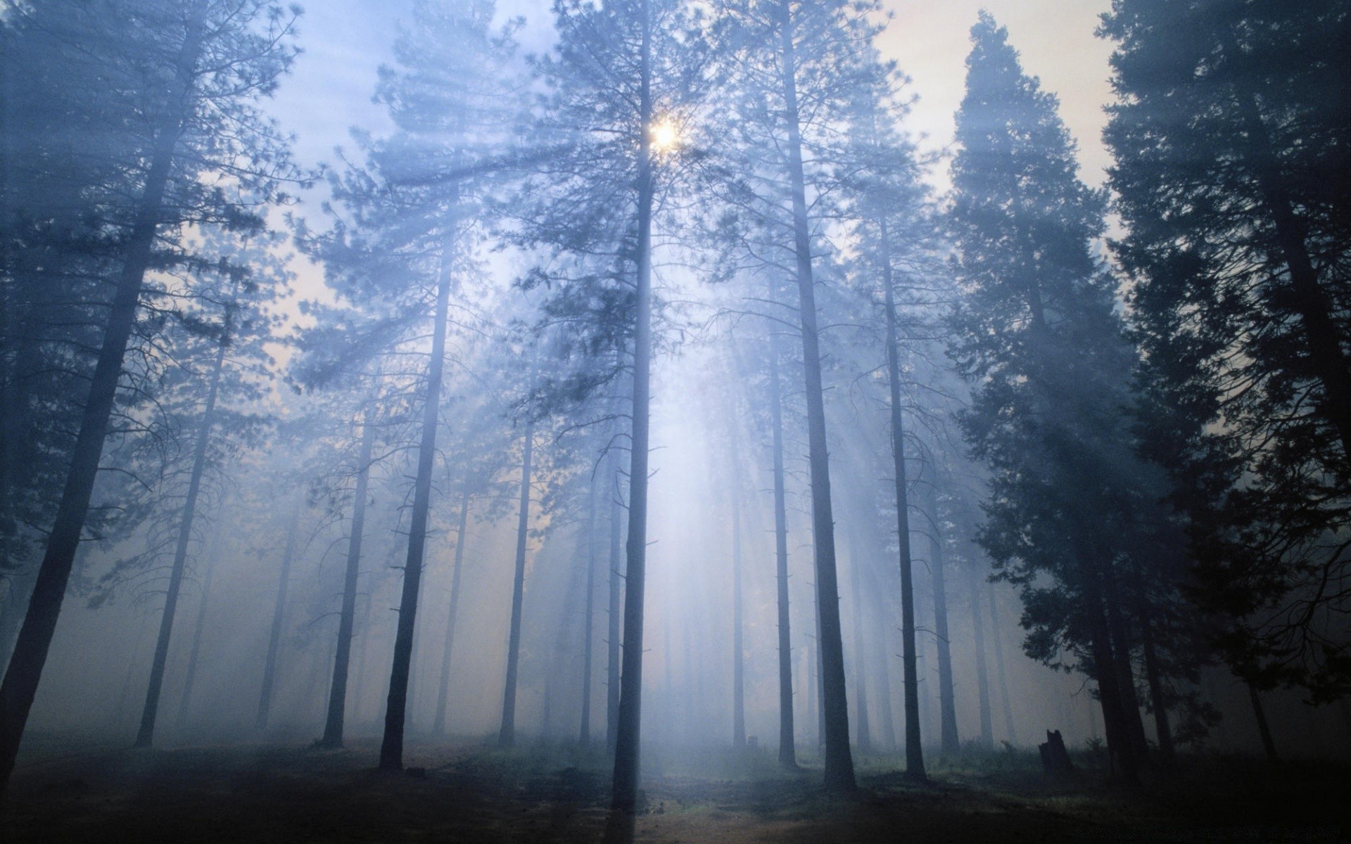 bosque paisaje naturaleza amanecer árbol madera niebla sol luz invierno buen tiempo cielo nieve