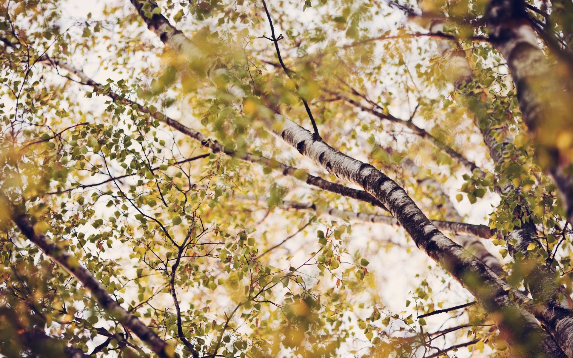 forêt arbre branche saison nature feuille couleur bois parc automne bureau flore environnement gros plan lumineux paysage à l extérieur croissance beau temps