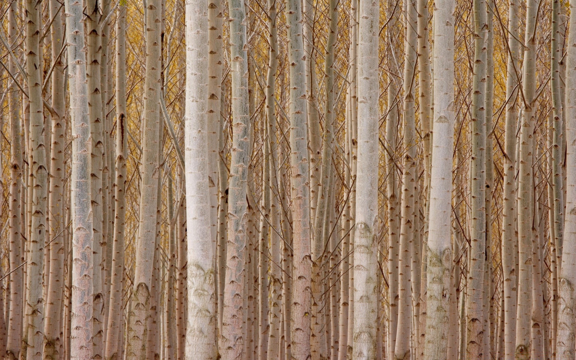 forêt bureau bois texture vieux modè le mur résumé conception écorce bois rugueux nature tissu magazine tronc