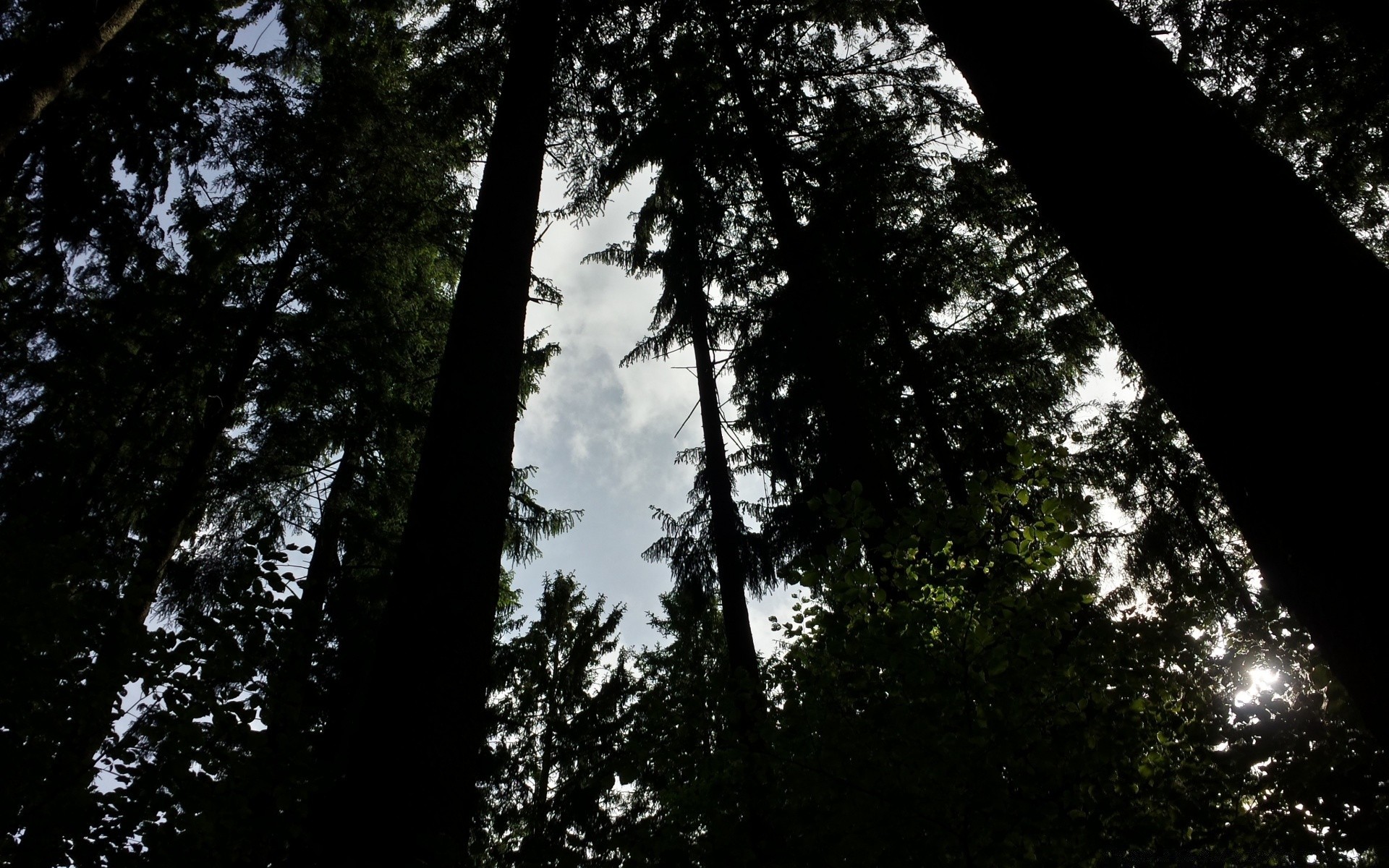 foresta legno albero natura foglia nebbia paesaggio all aperto conifere sole nebbia sequoia bel tempo