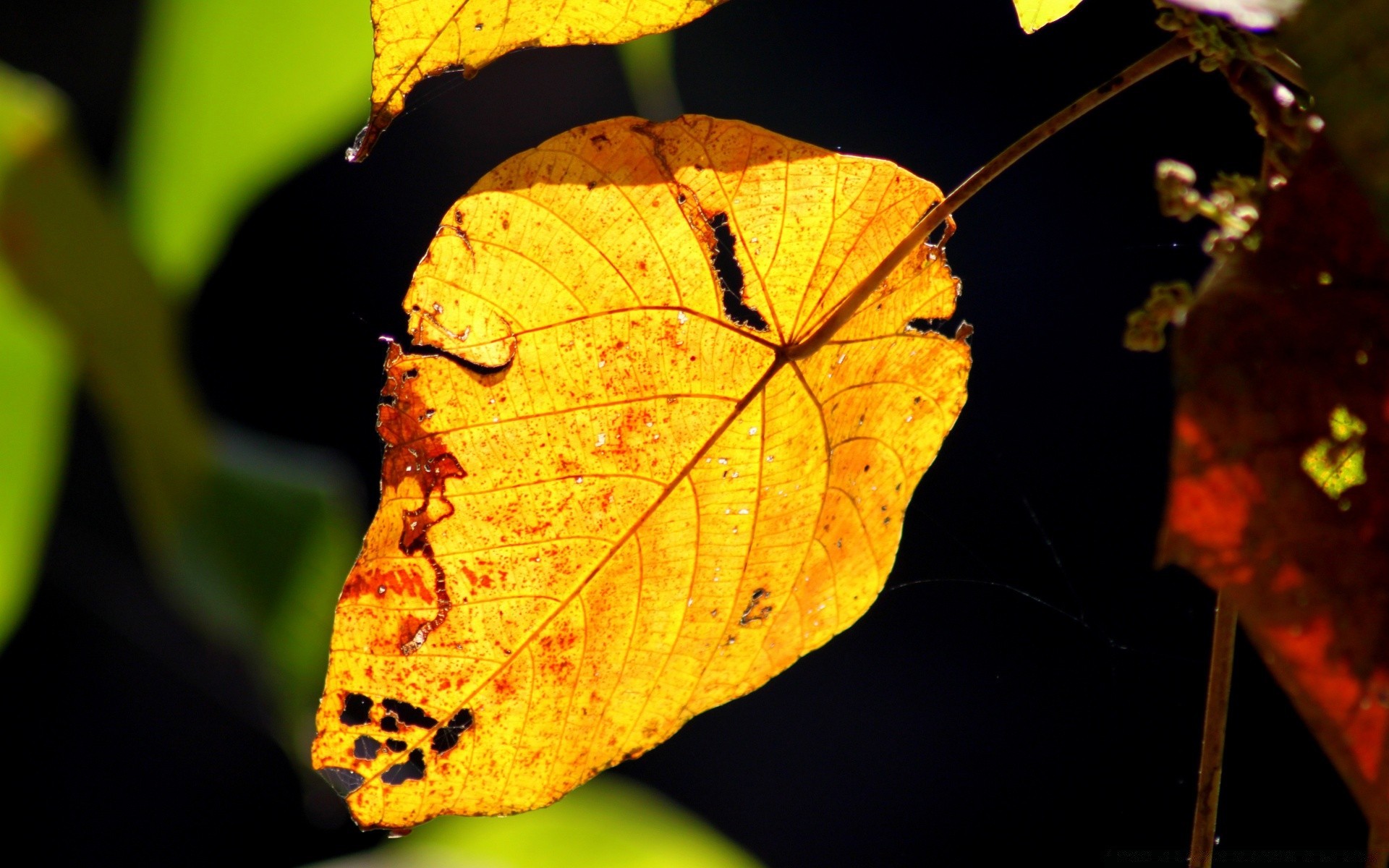 forest leaf fall nature outdoors light flora tree color insect one maple backlit wood invertebrate garden biology blur change