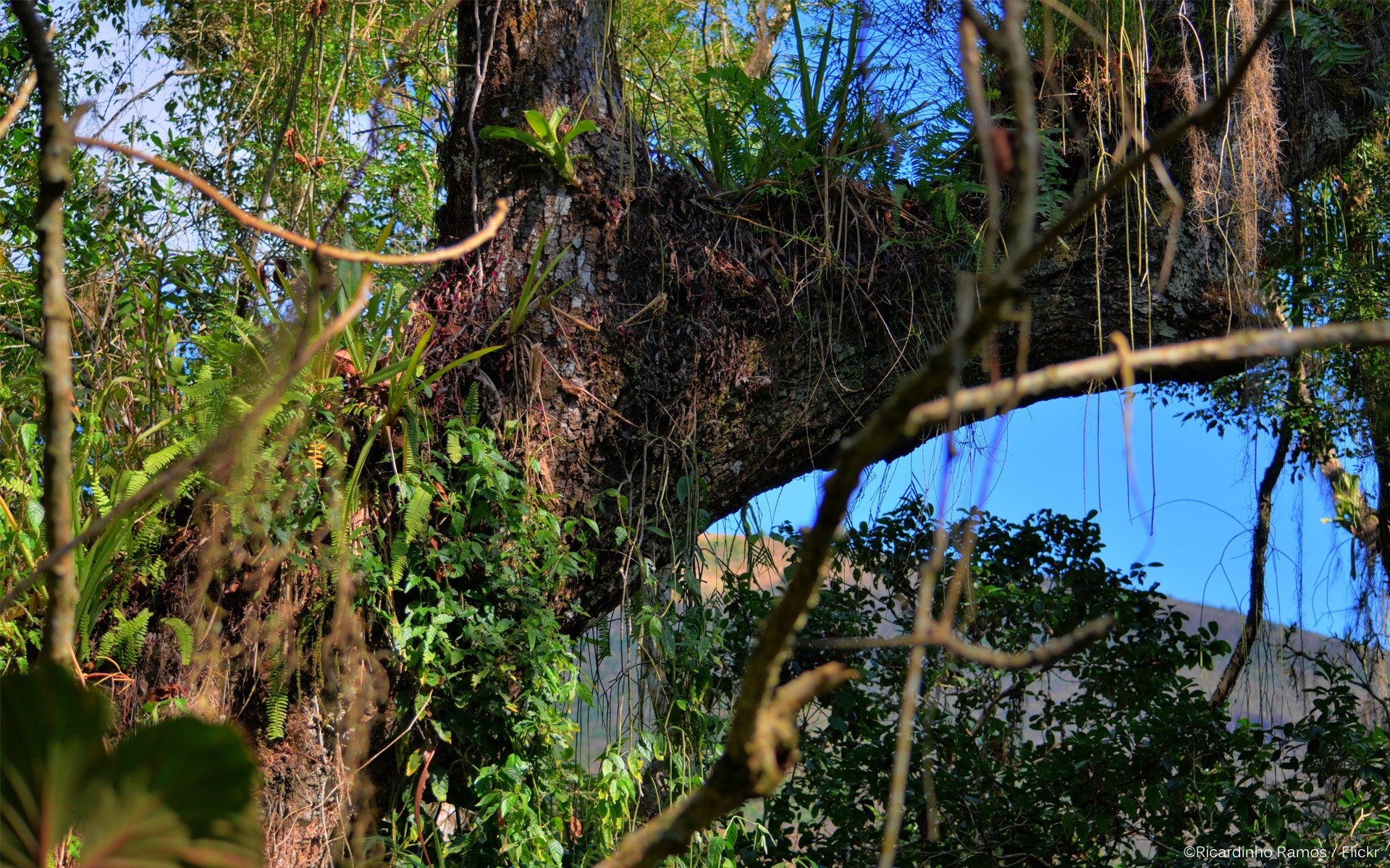 forest tree wood nature leaf flora outdoors landscape jungle tropical rainforest environment growth water travel summer park branch sky scenic