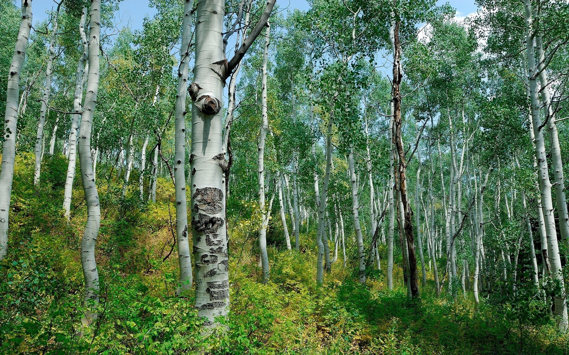 forest wood tree nature birch landscape environment leaf flora trunk branch bark rural summer outdoors park fair weather season country lush