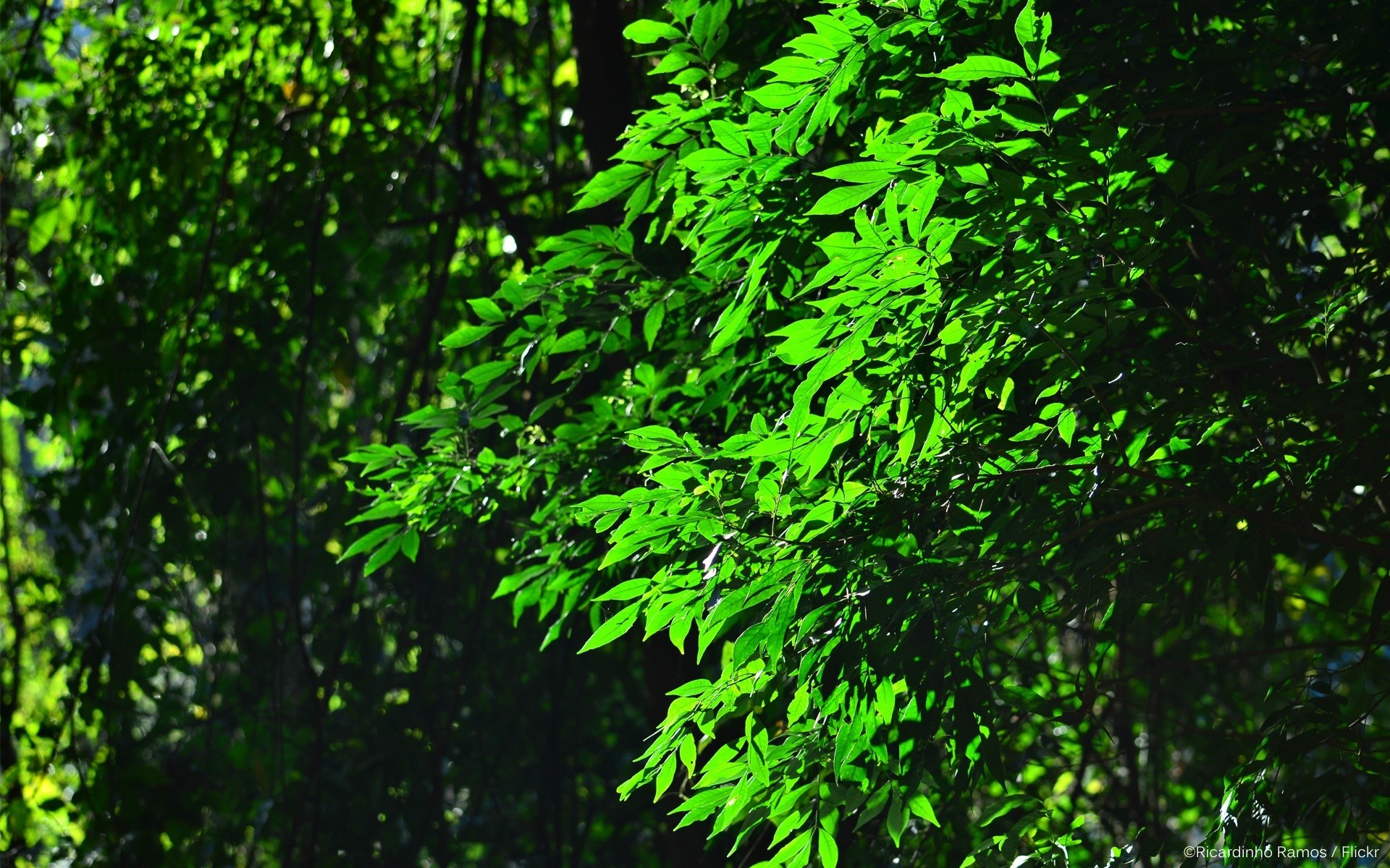 floresta folha madeira natureza crescimento exuberante flora madeira ambiente área de trabalho ao ar livre verão brilhante parque ramo amanhecer luz paisagem sol bom tempo