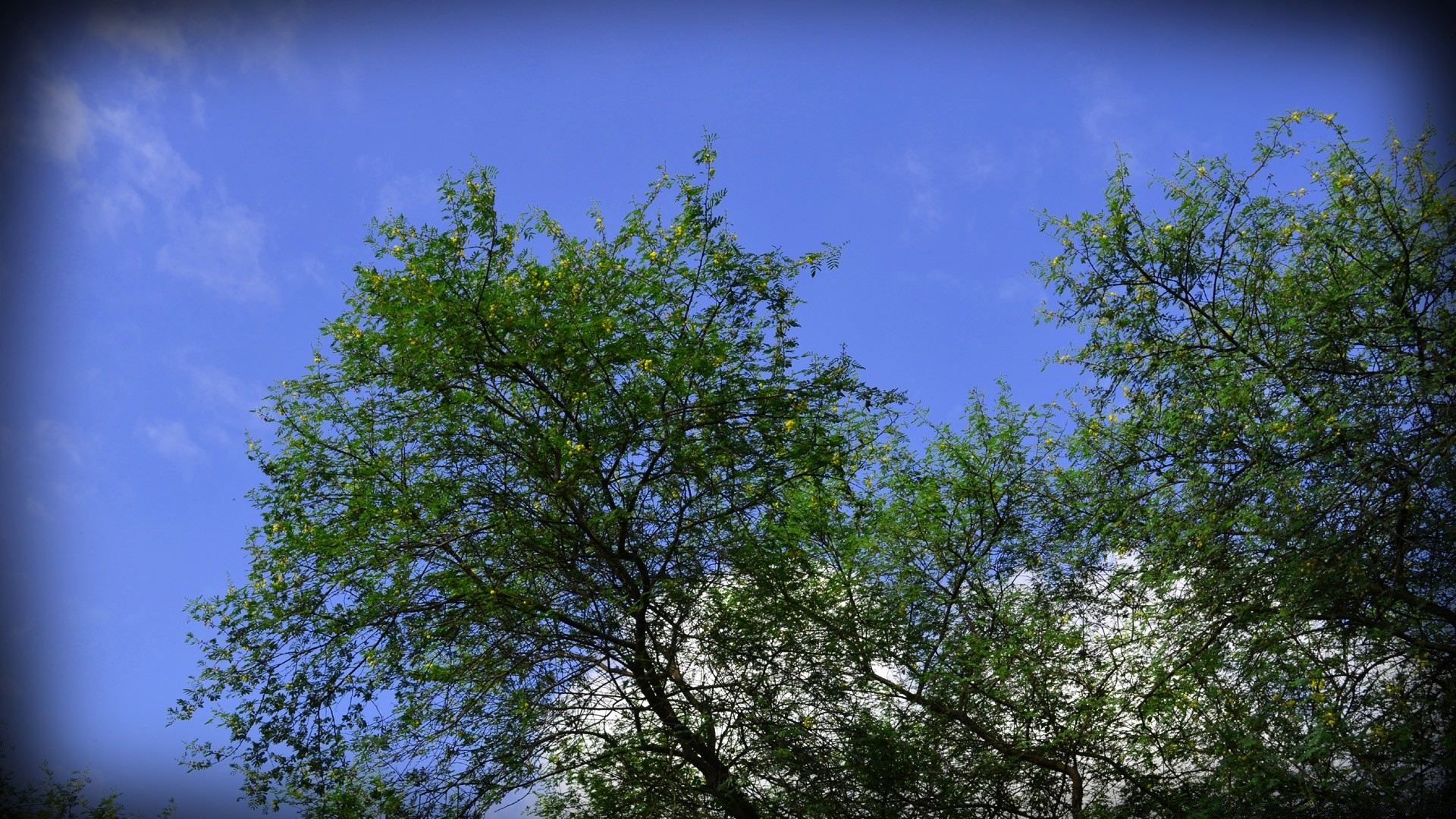 wald baum landschaft natur holz zweig blatt saison umwelt szene park hell himmel gutes wetter im freien flora landschaft landschaftlich wetter spektakel