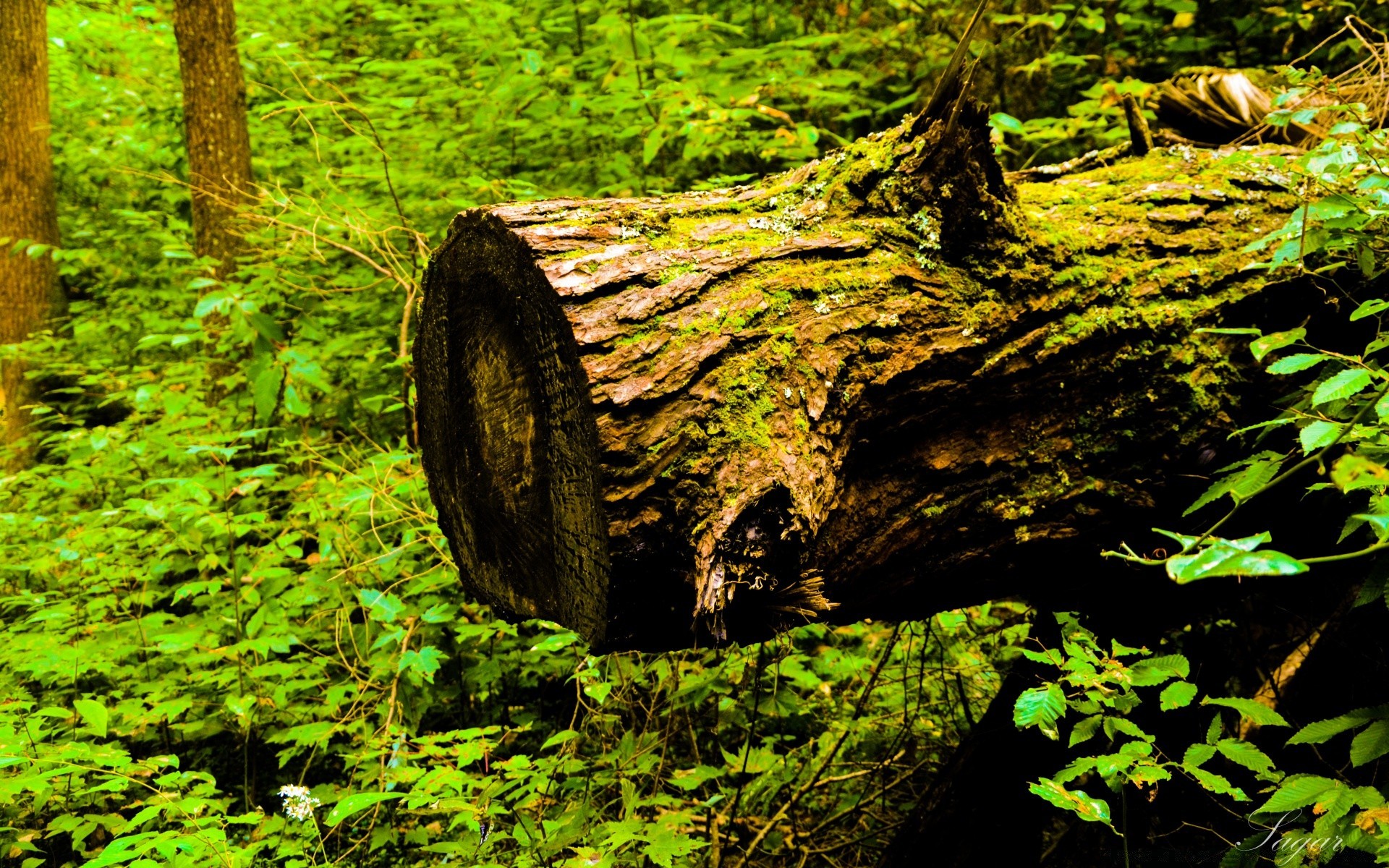 foresta di legno albero natura foglia muschio parco paesaggio all aperto acqua ambiente flora scenic viaggi lussureggiante