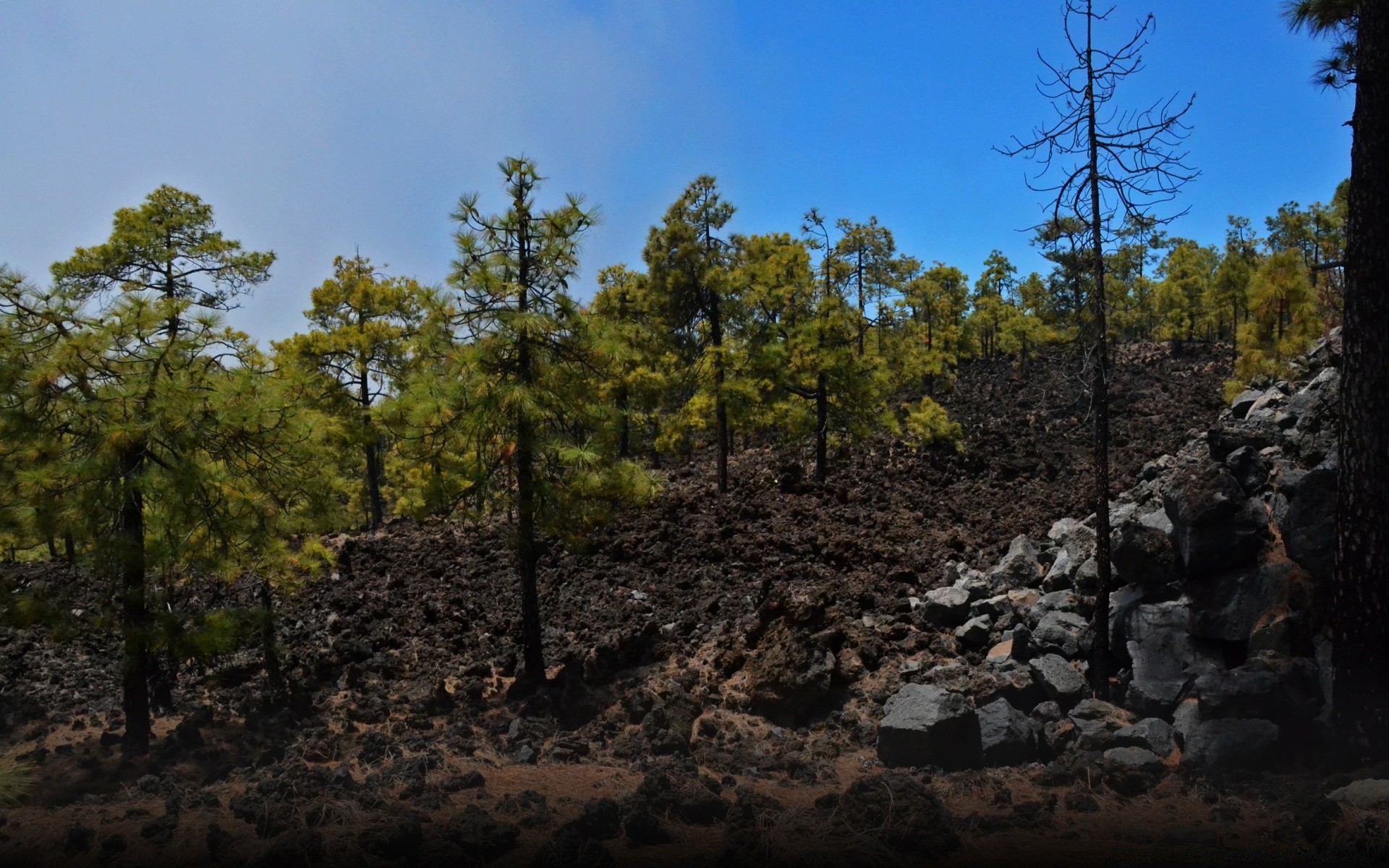 forêt arbre paysage nature à l extérieur ciel voyage bois environnement conifères scénique lumière du jour pin