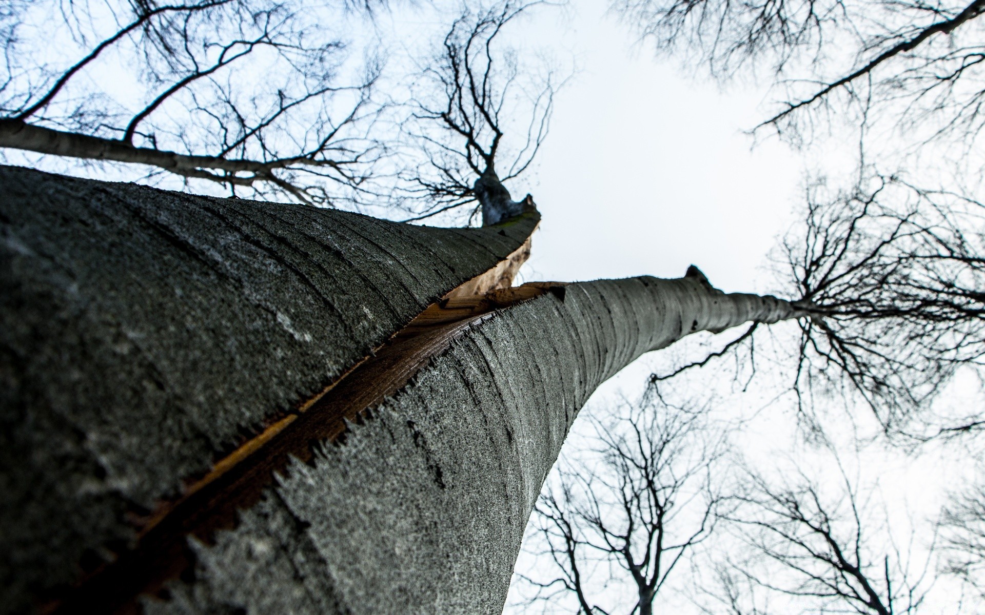 foresta albero legno inverno natura paesaggio all aperto neve ramo freddo cielo ambiente parco tempo stagione