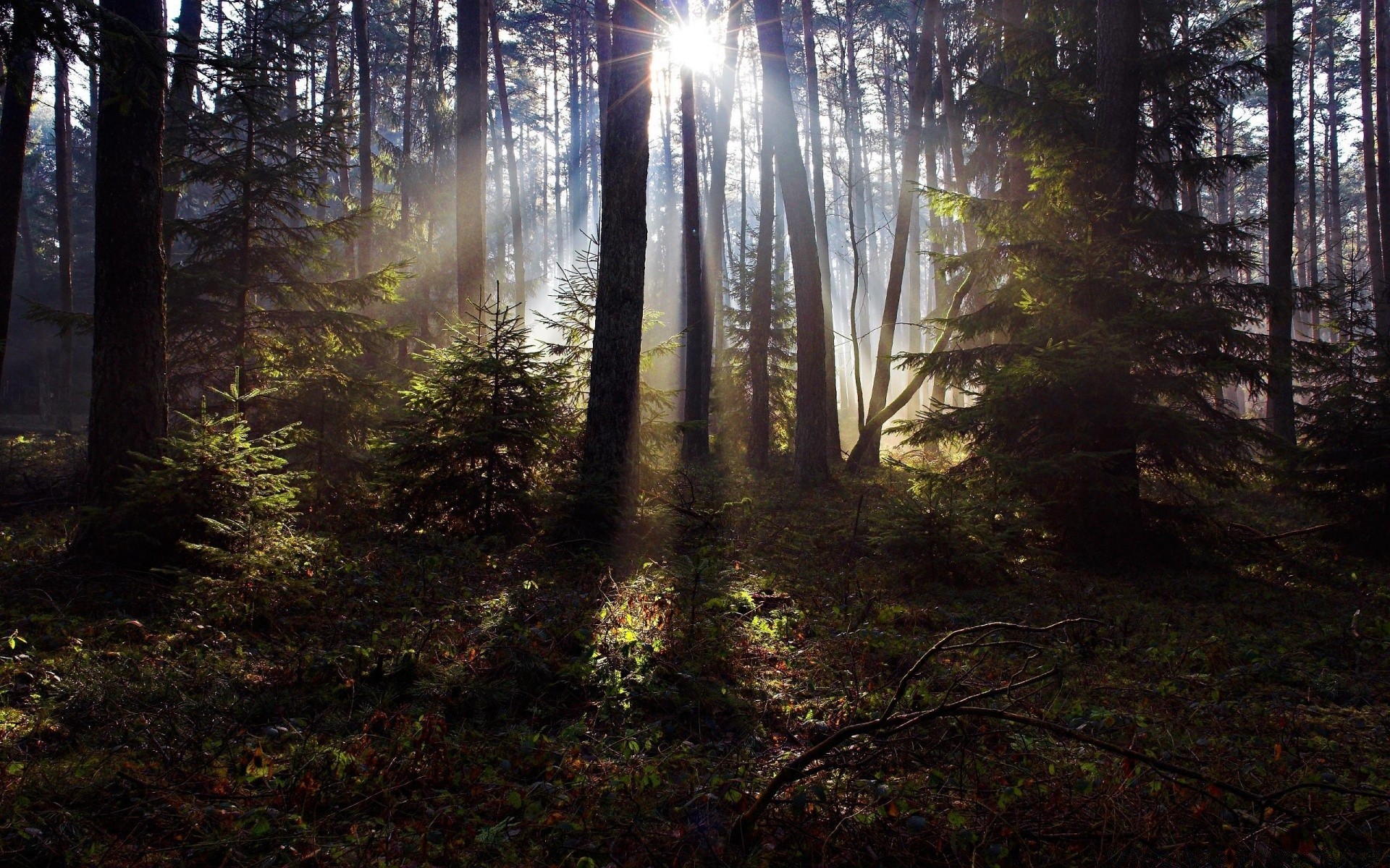 forest wood tree landscape fog dawn mist nature light sun park fair weather fall environment backlit leaf conifer mystery branch scenic