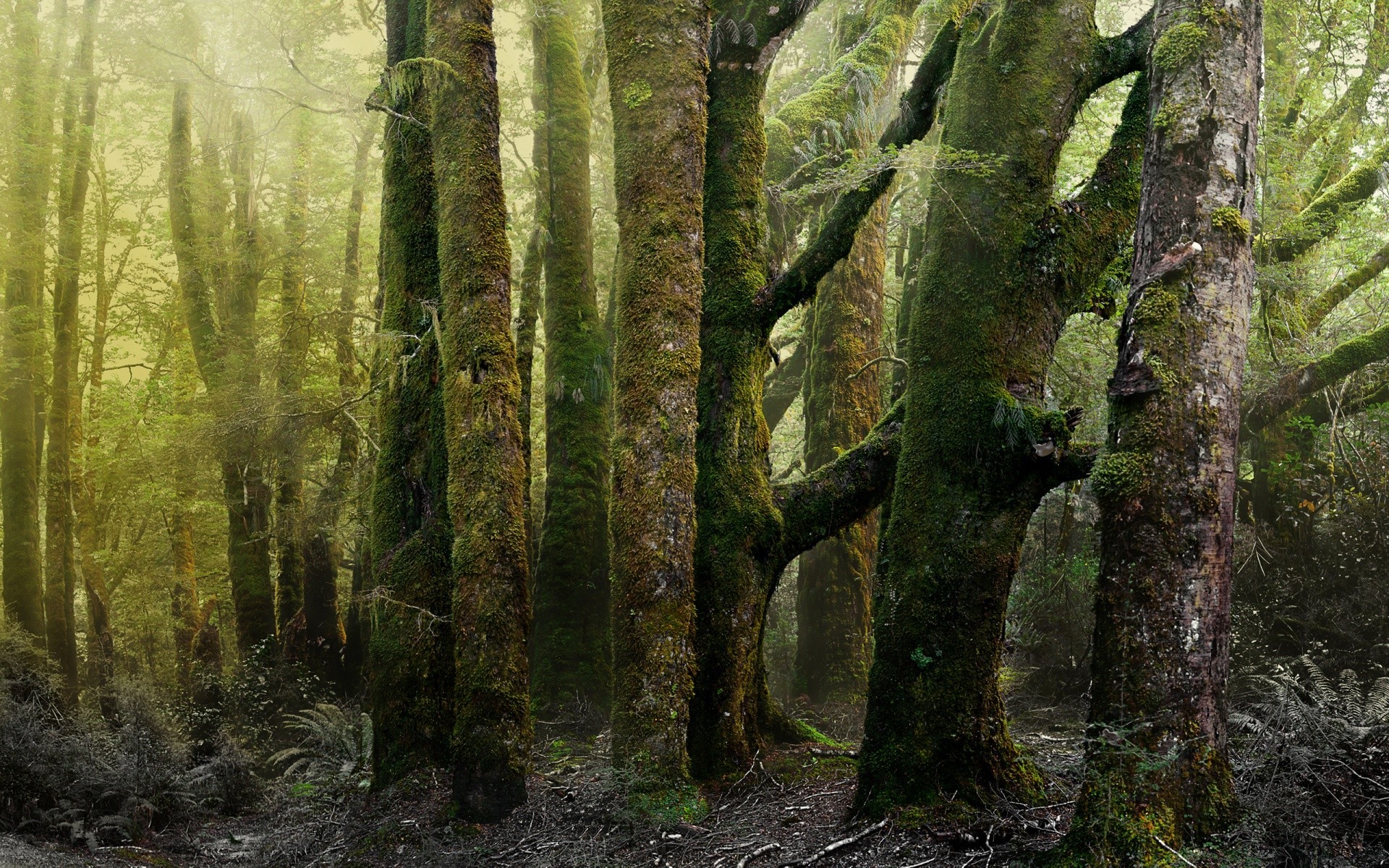 wald holz holz natur landschaft blatt im freien moos nebel regenwald park umwelt kofferraum nebel herbst tageslicht wild üppig landschaftlich flora