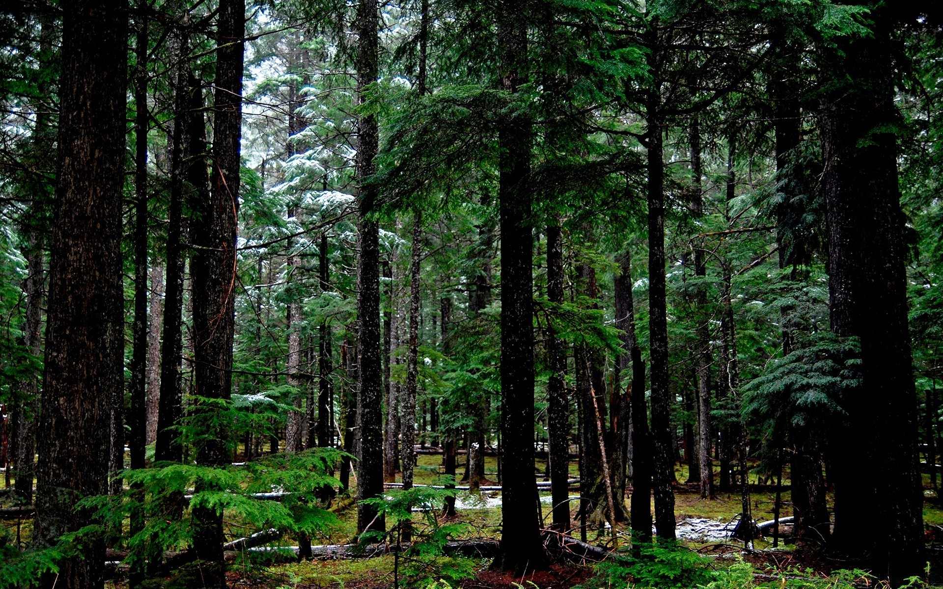 bosque madera naturaleza paisaje árbol medio ambiente hoja buen tiempo al aire libre sol crecimiento exuberante parque flora verano escénico