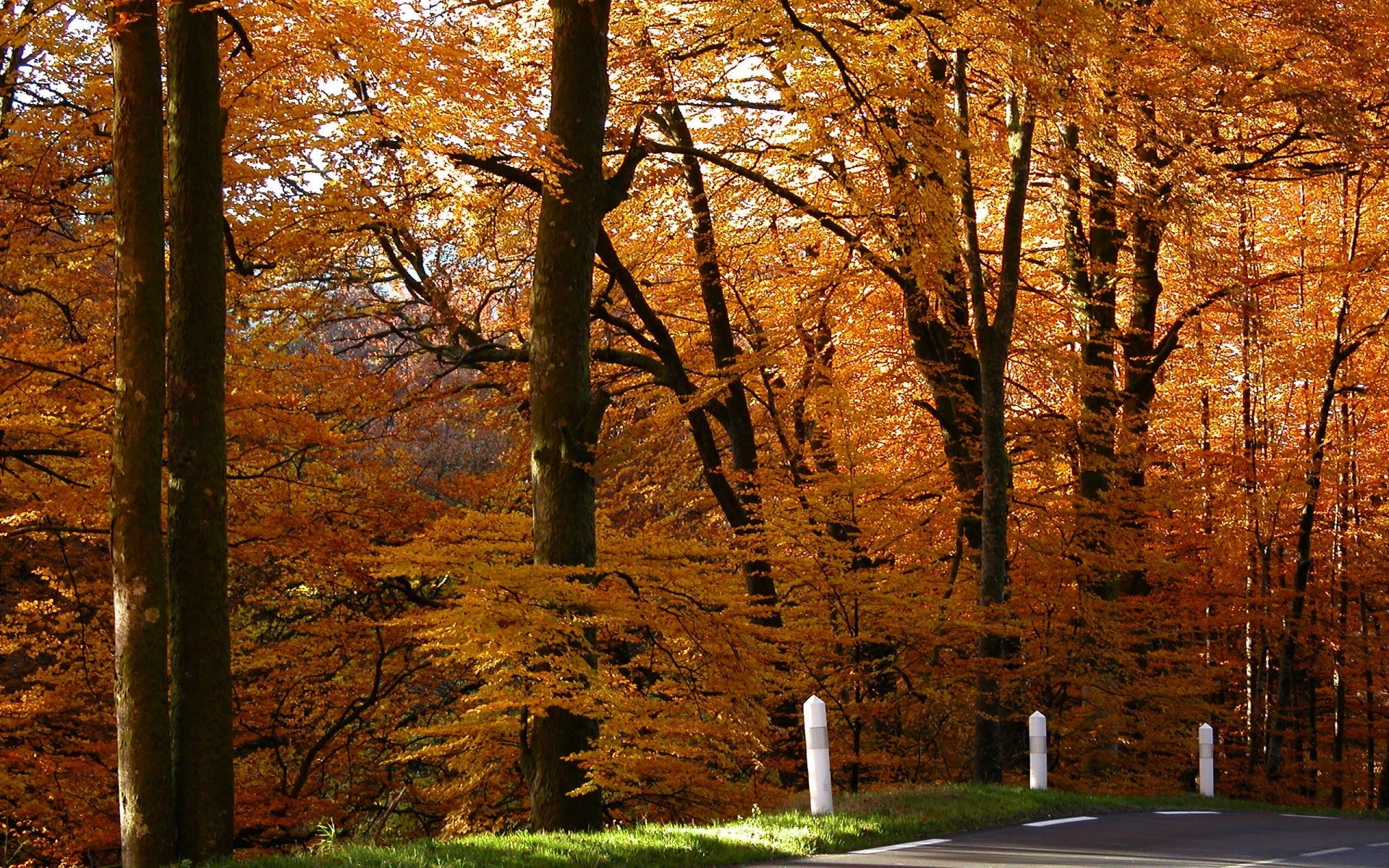 forest fall tree leaf wood park landscape season maple nature scenic guidance outdoors branch dawn fair weather road daylight gold environment