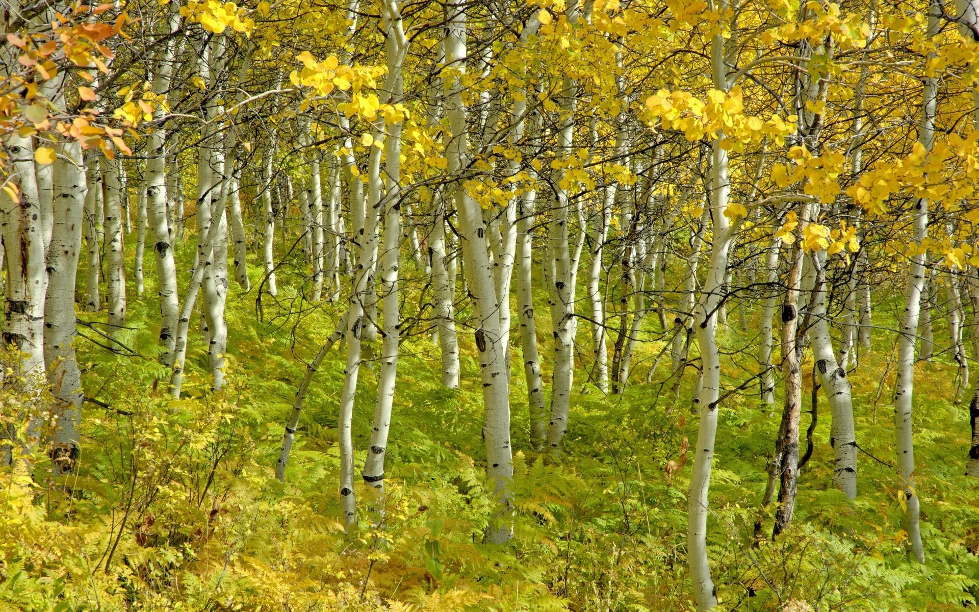 bosque madera hoja paisaje naturaleza otoño árbol temporada escena parque rama al aire libre buen tiempo campo rural tronco escénico paisaje medio ambiente flora