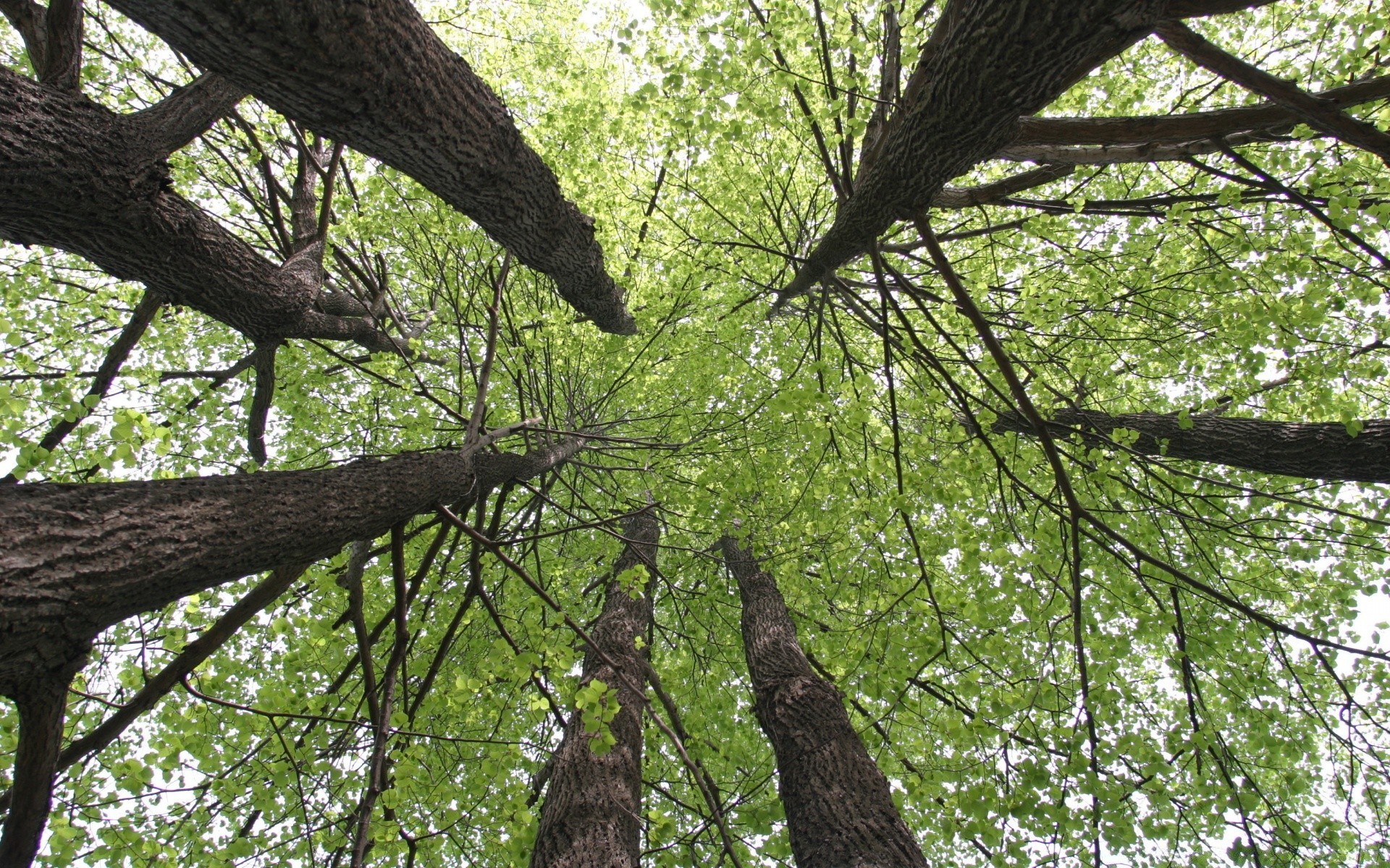 forêt arbre bois nature feuille environnement parc paysage branche saison flore à l extérieur tronc croissance lumière du jour été