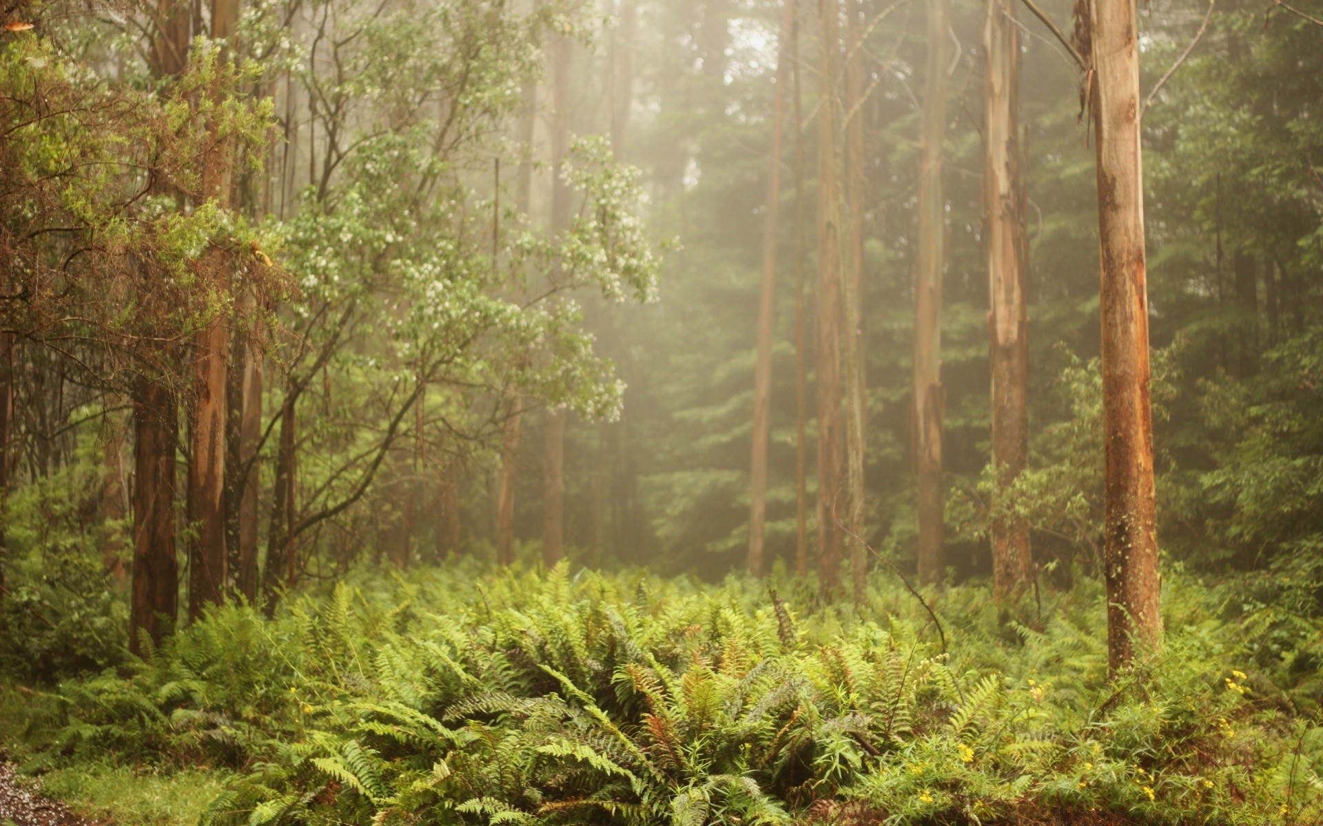 forest wood tree nature landscape leaf flora environment scenic park dawn outdoors rainforest lush season summer scenery wild growth travel