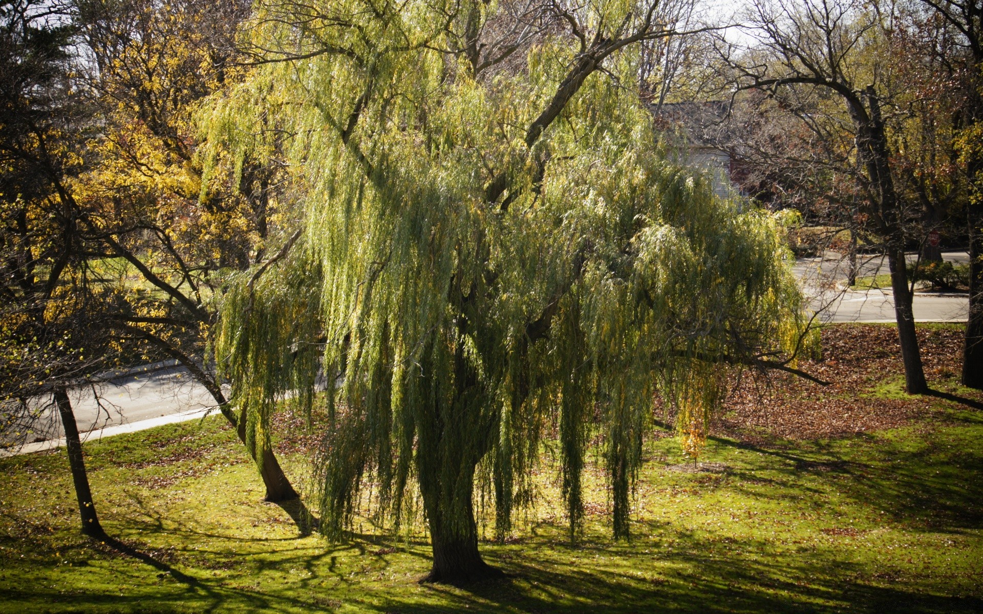 floresta árvore paisagem parque natureza madeira temporada ramo outono folha guia cênica ao ar livre ambiente bom tempo amanhecer sombra exuberante paisagem rural