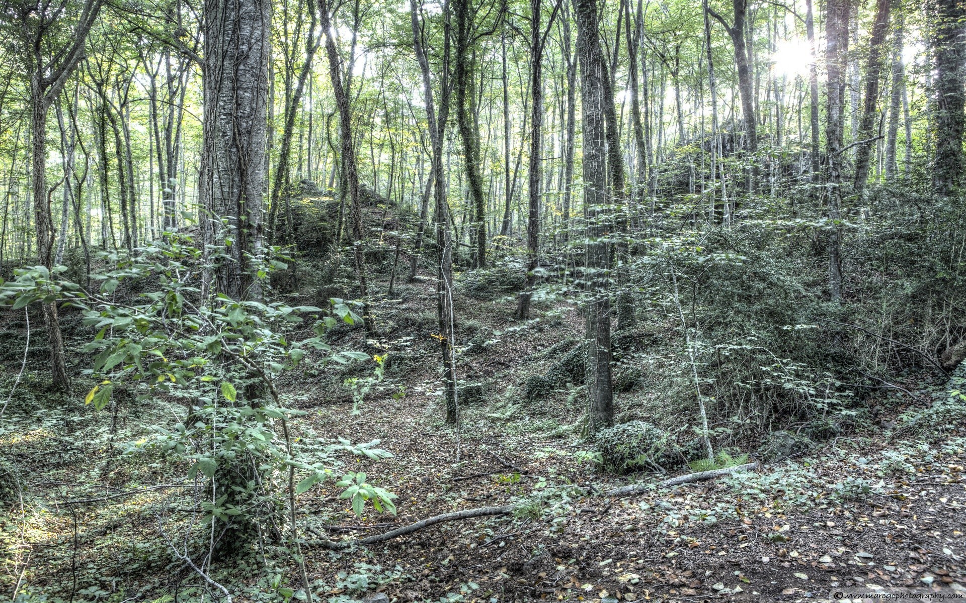 forest wood nature landscape tree leaf flora moss outdoors environment sun fair weather growth wild park summer dawn hike season