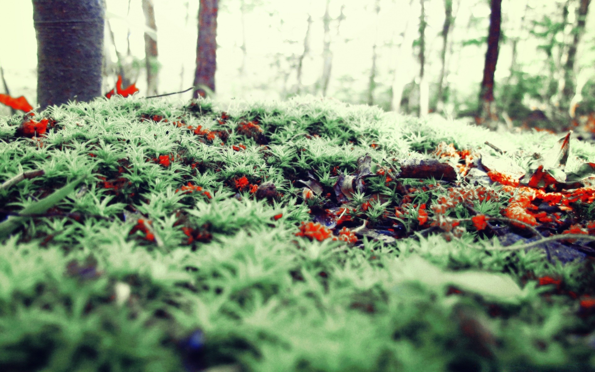 forêt fleur jardin flore nature feuille croissance agriculture bluming ferme été floral couleur environnement paysage arbuste à l extérieur saison botanique champ