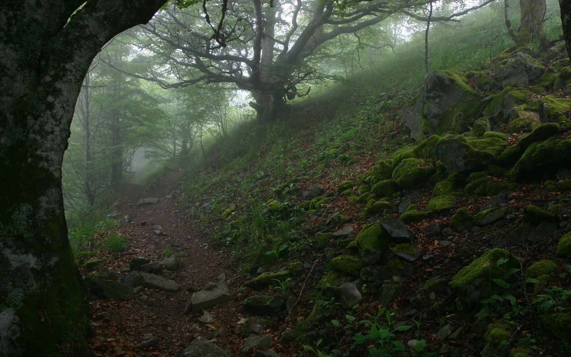 las drewno krajobraz drzewo liść park mech natura środowisko bujne światło malownicze na zewnątrz góry przewodnik mgła jesień flora światło dzienne