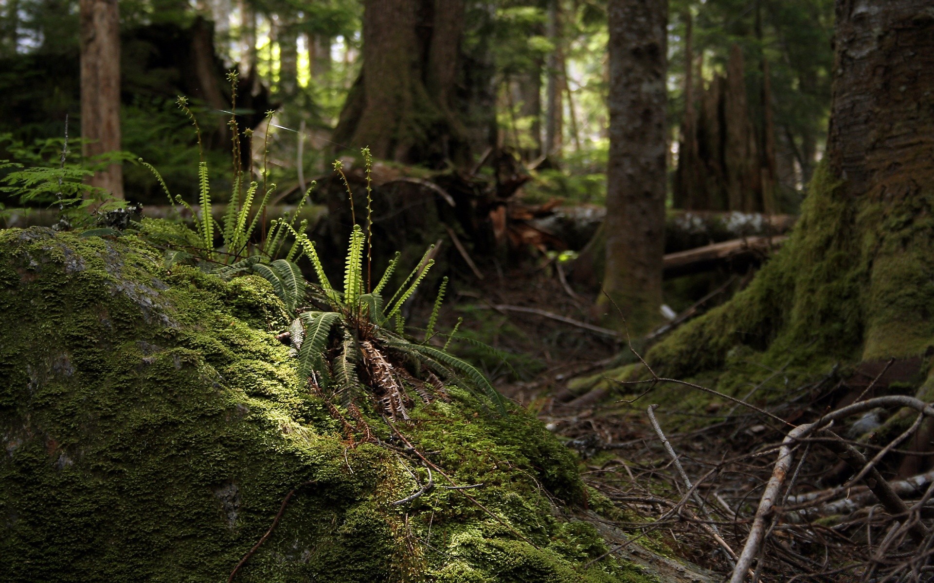 foresta legno muschio albero natura fern ambiente foglia all aperto paesaggio foresta pluviale parco flora selvaggio muschio luce del giorno radice crescita autunno