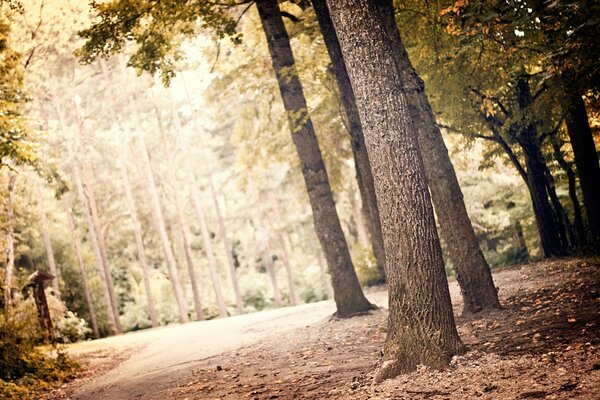 Natural foliage and slender trees