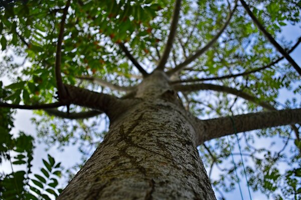 A tree taken from the bottom up