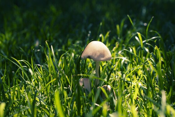 Schöne Natur an einem Sommertag