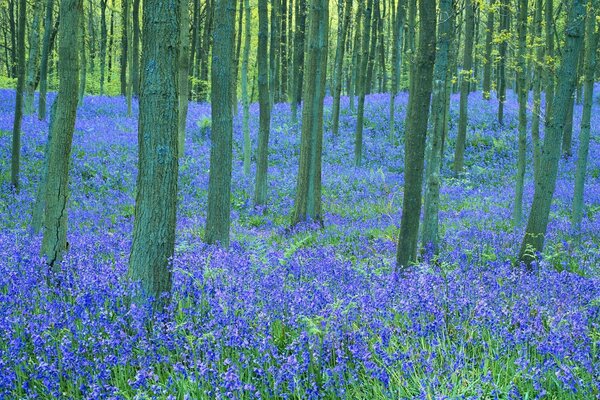 Fiori blu nella foresta verde