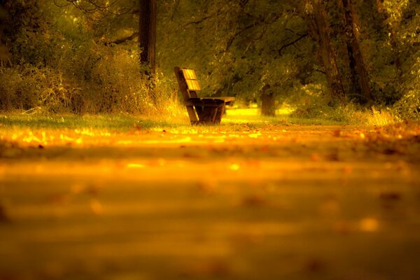 Uma loja solitária na floresta do outono