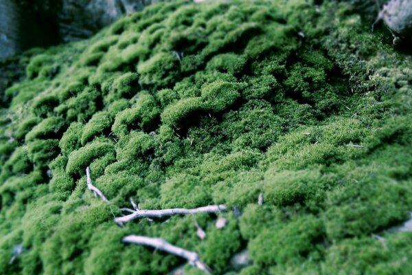 Fotografía macro de musgo con ramitas en una piedra